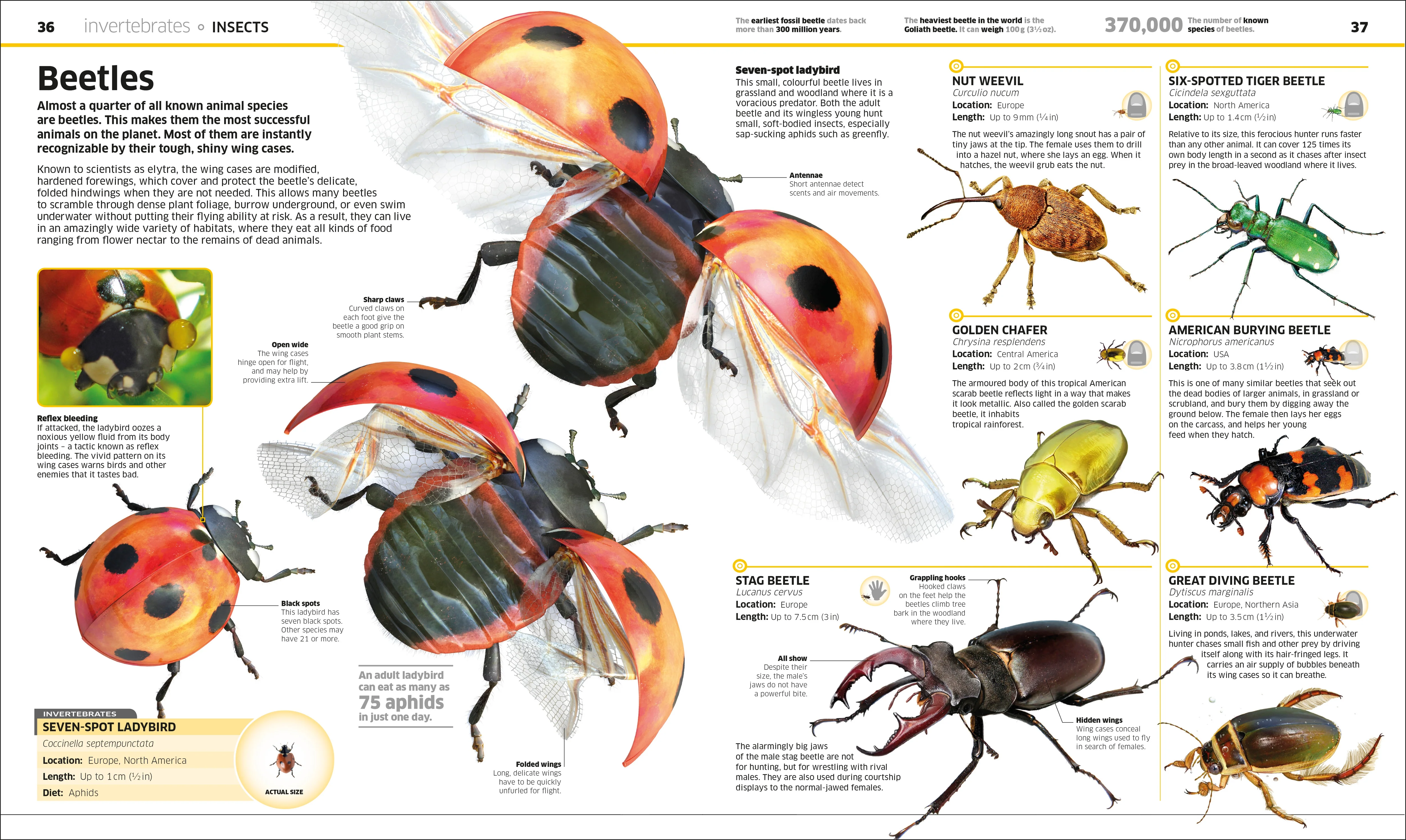 Knowledge Encyclopedia Animal! - Image 3