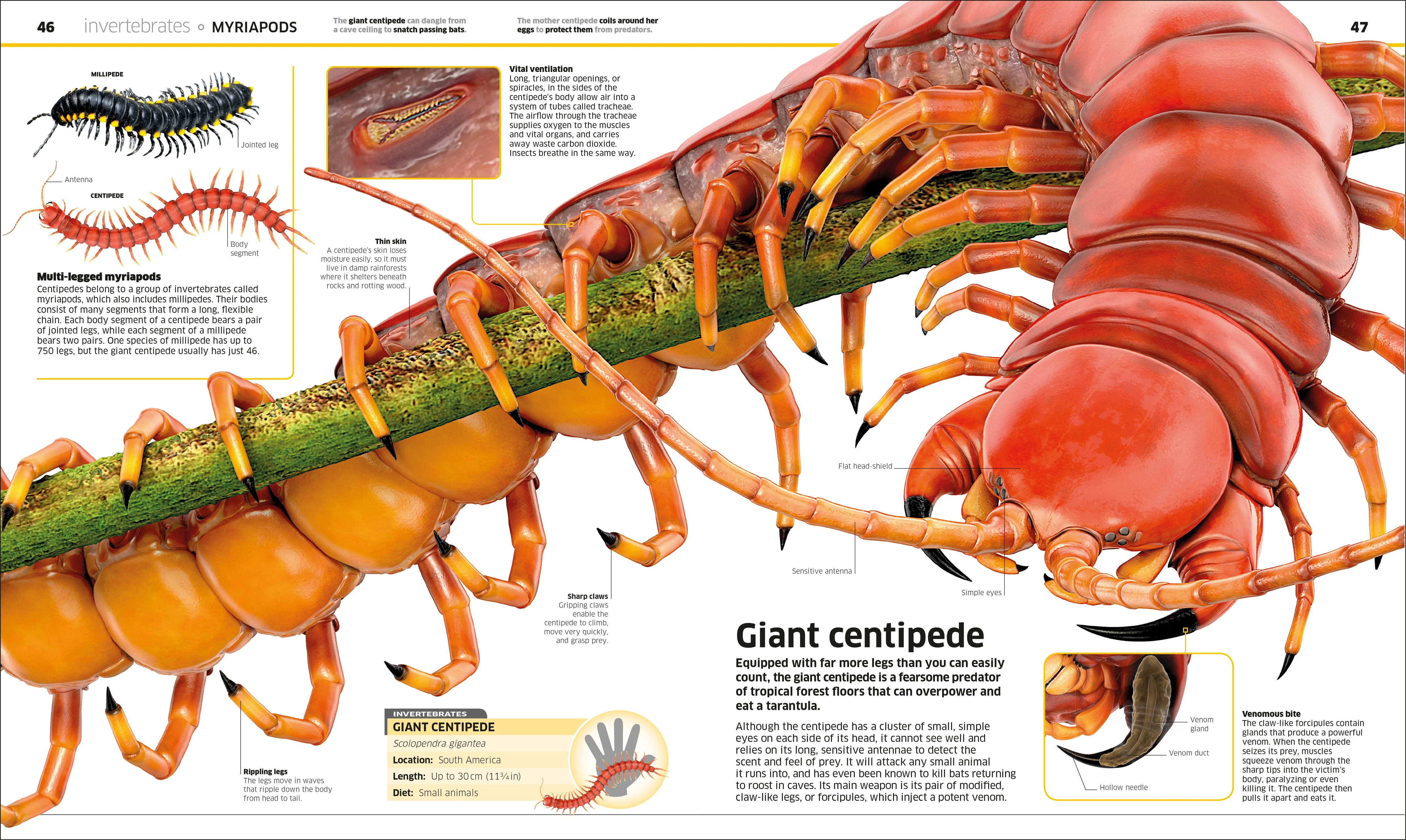 Knowledge Encyclopedia Animal! - Image 4