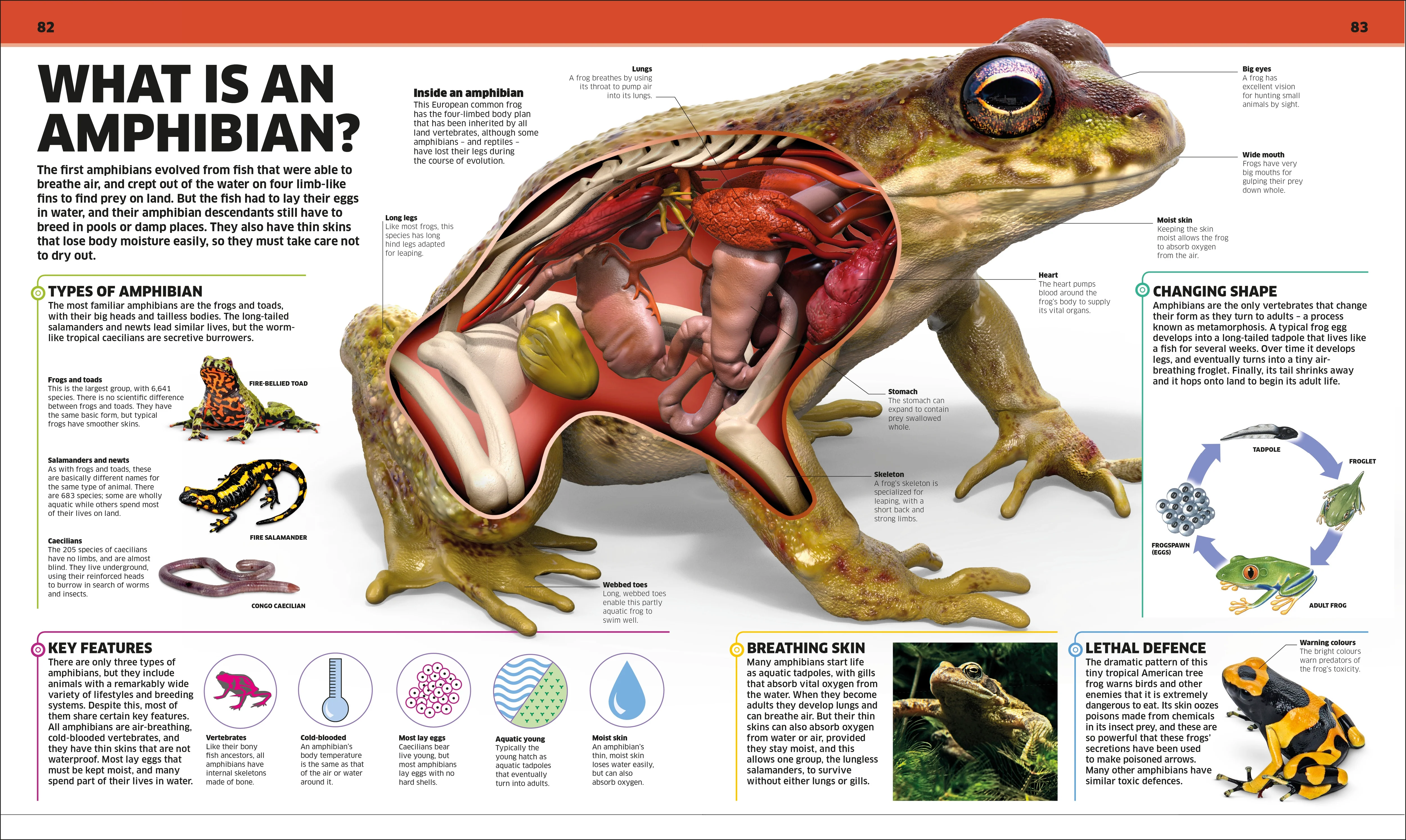 Knowledge Encyclopedia Animal! - Image 5