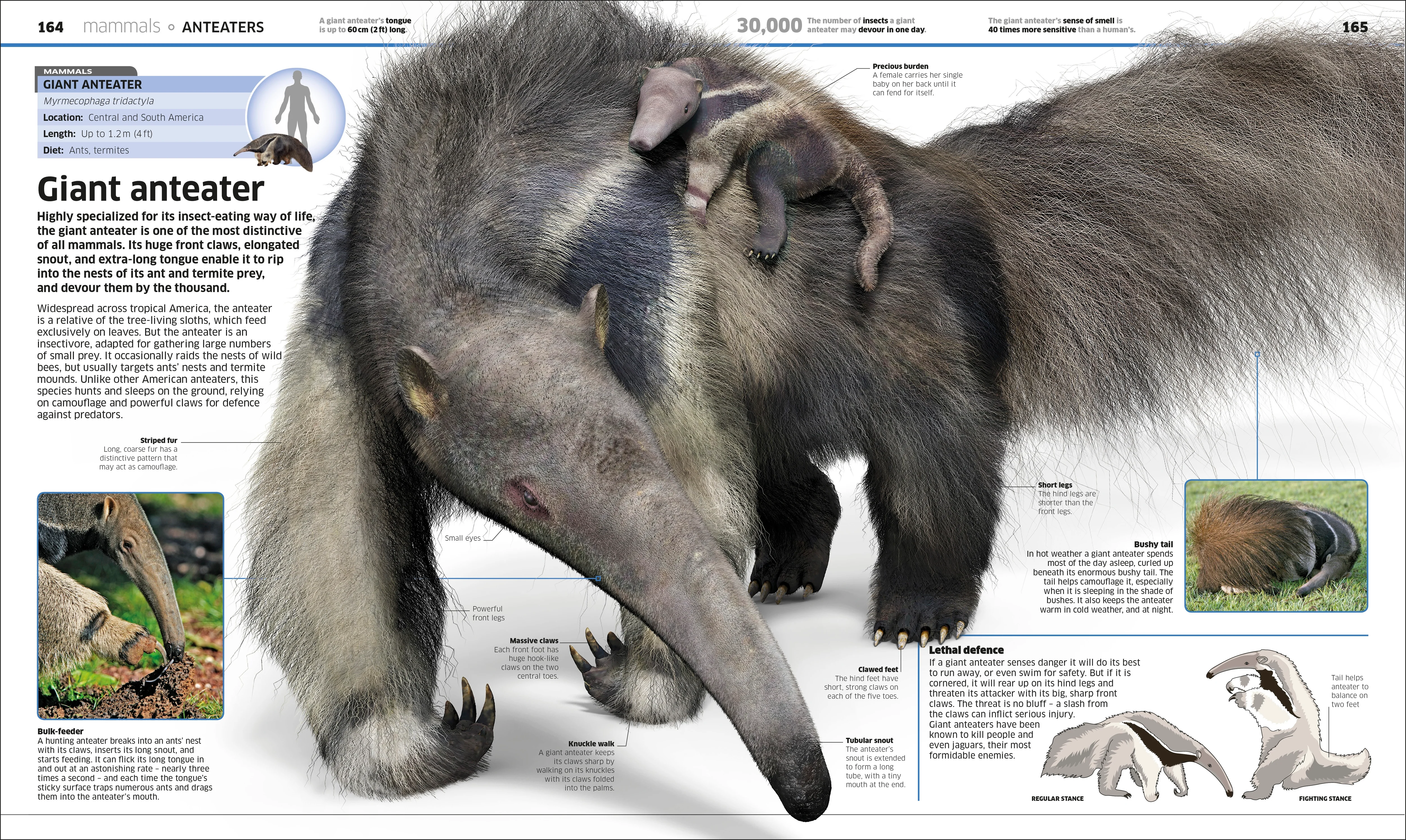 Knowledge Encyclopedia Animal! - Image 6