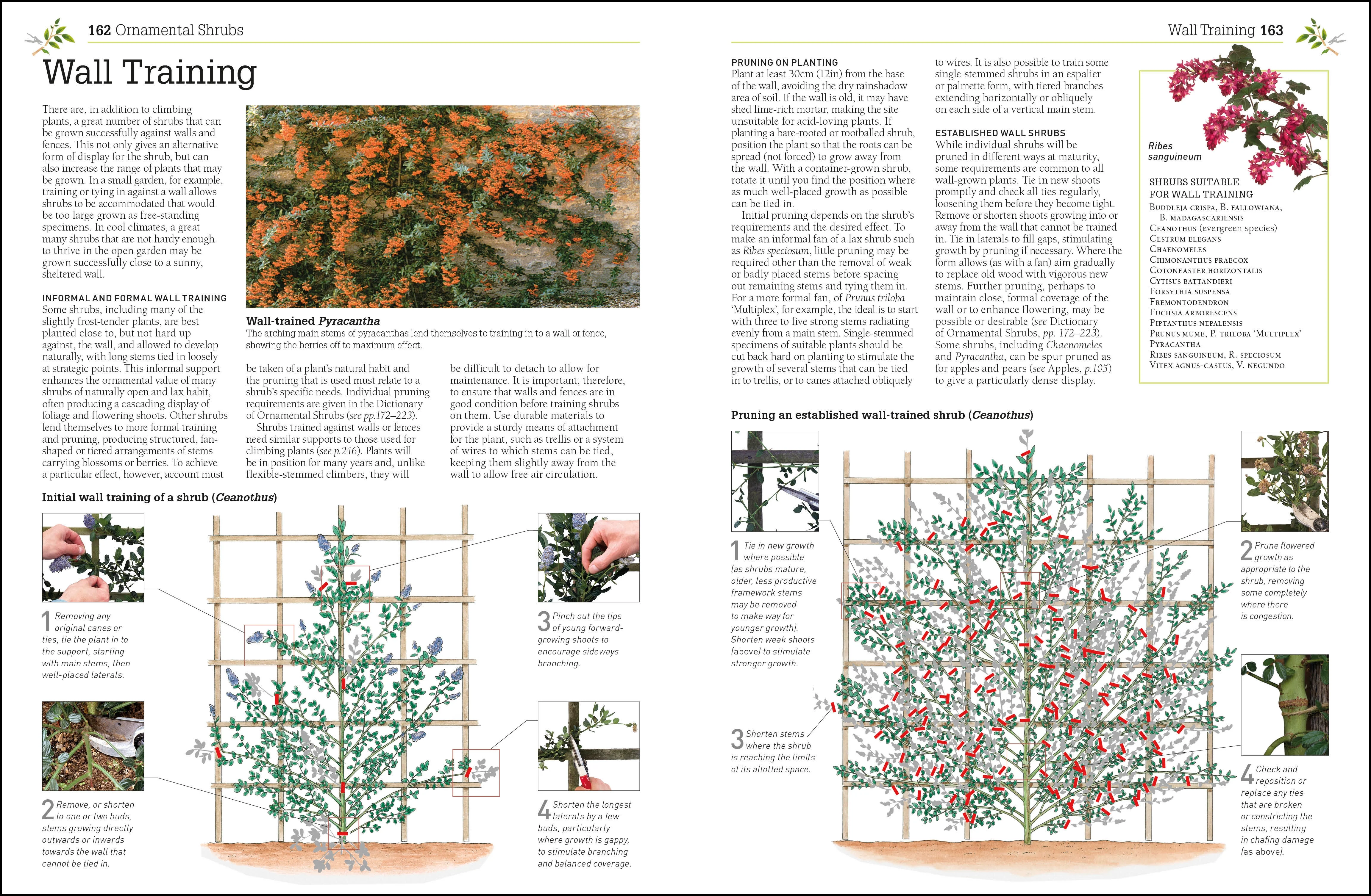 RHS Pruning and Training - Image 4
