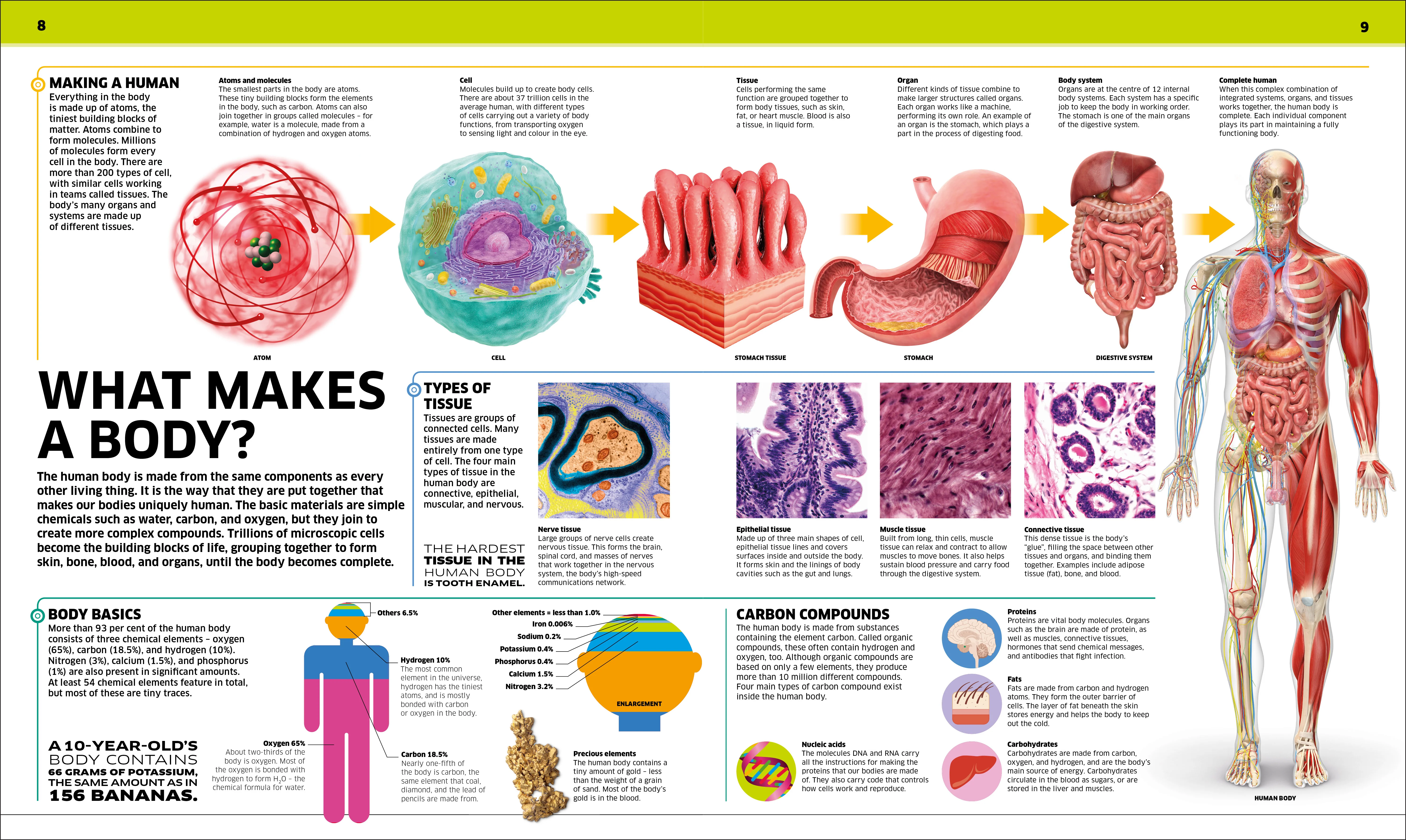 Knowledge Encyclopedia Human Body! - Image 2