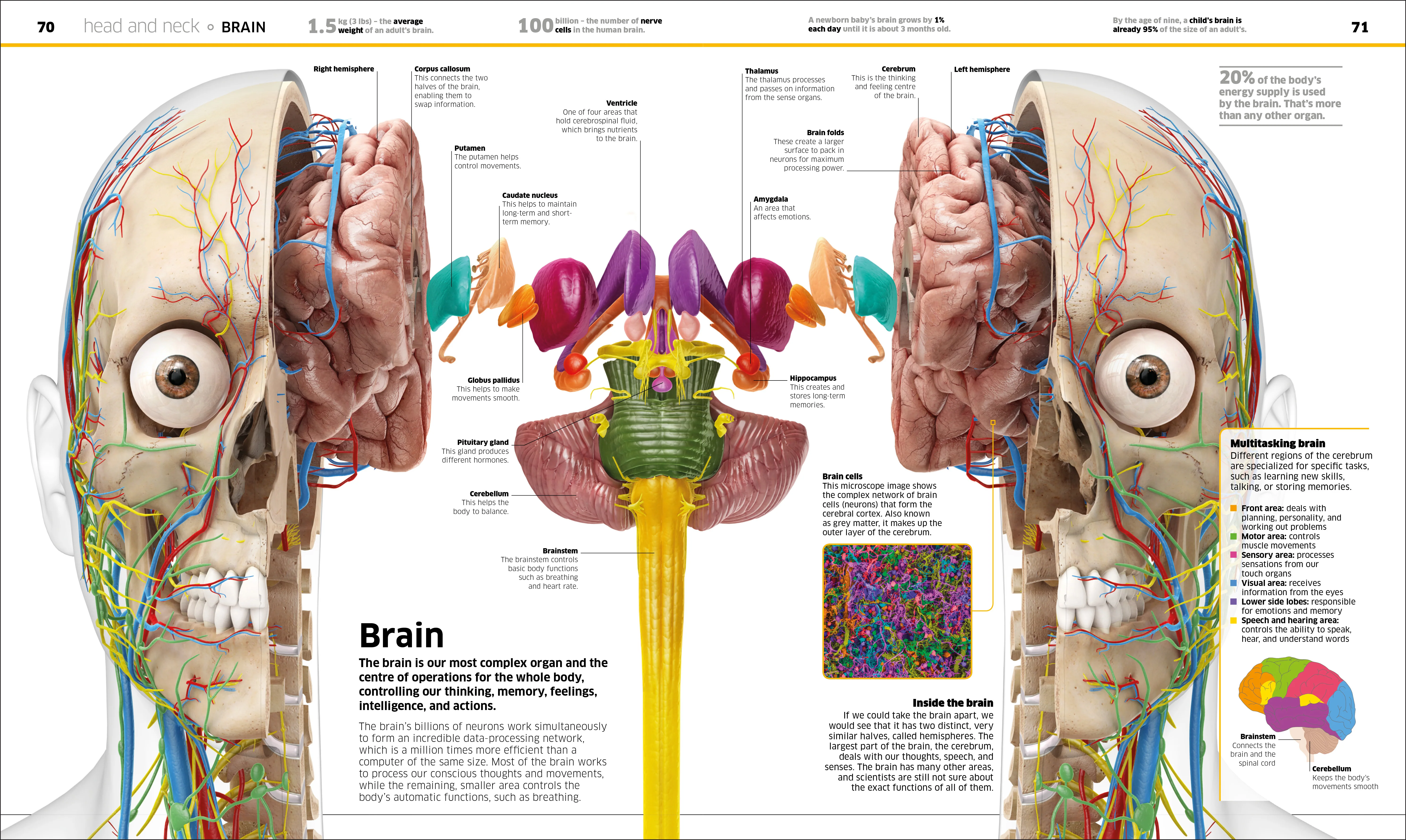 Knowledge Encyclopedia Human Body! - Image 4