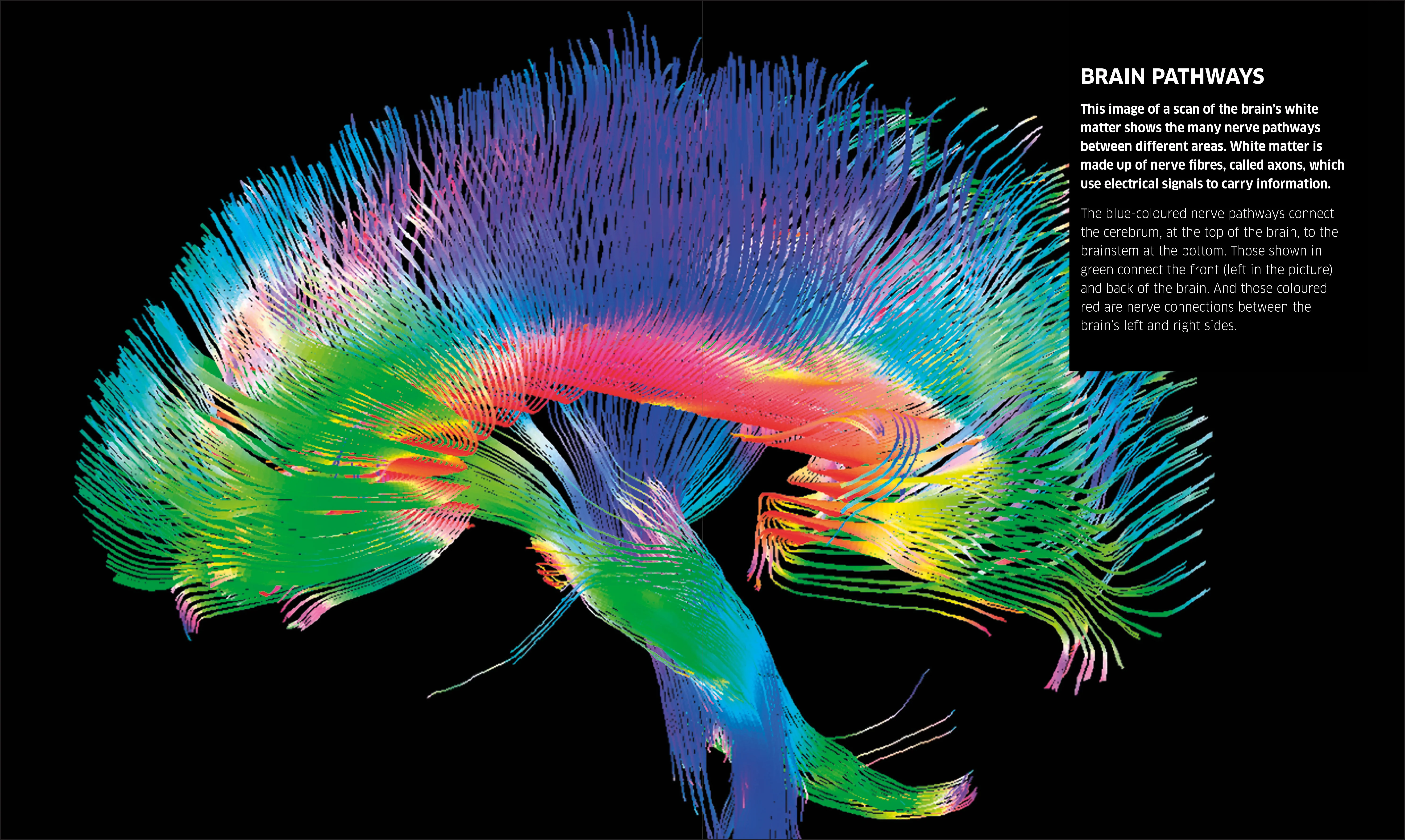Knowledge Encyclopedia Human Body! - Image 5
