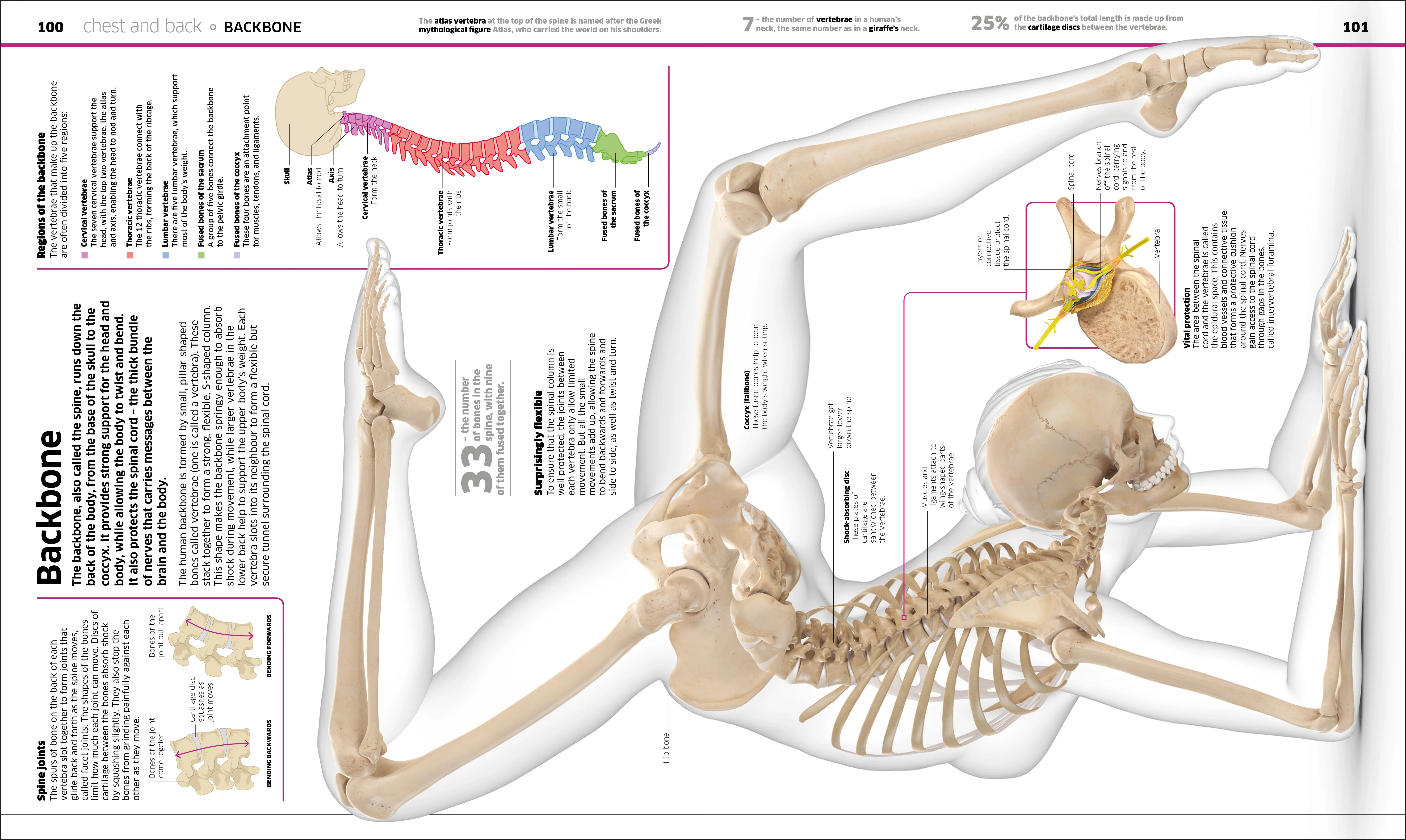 Knowledge Encyclopedia Human Body! - Image 6
