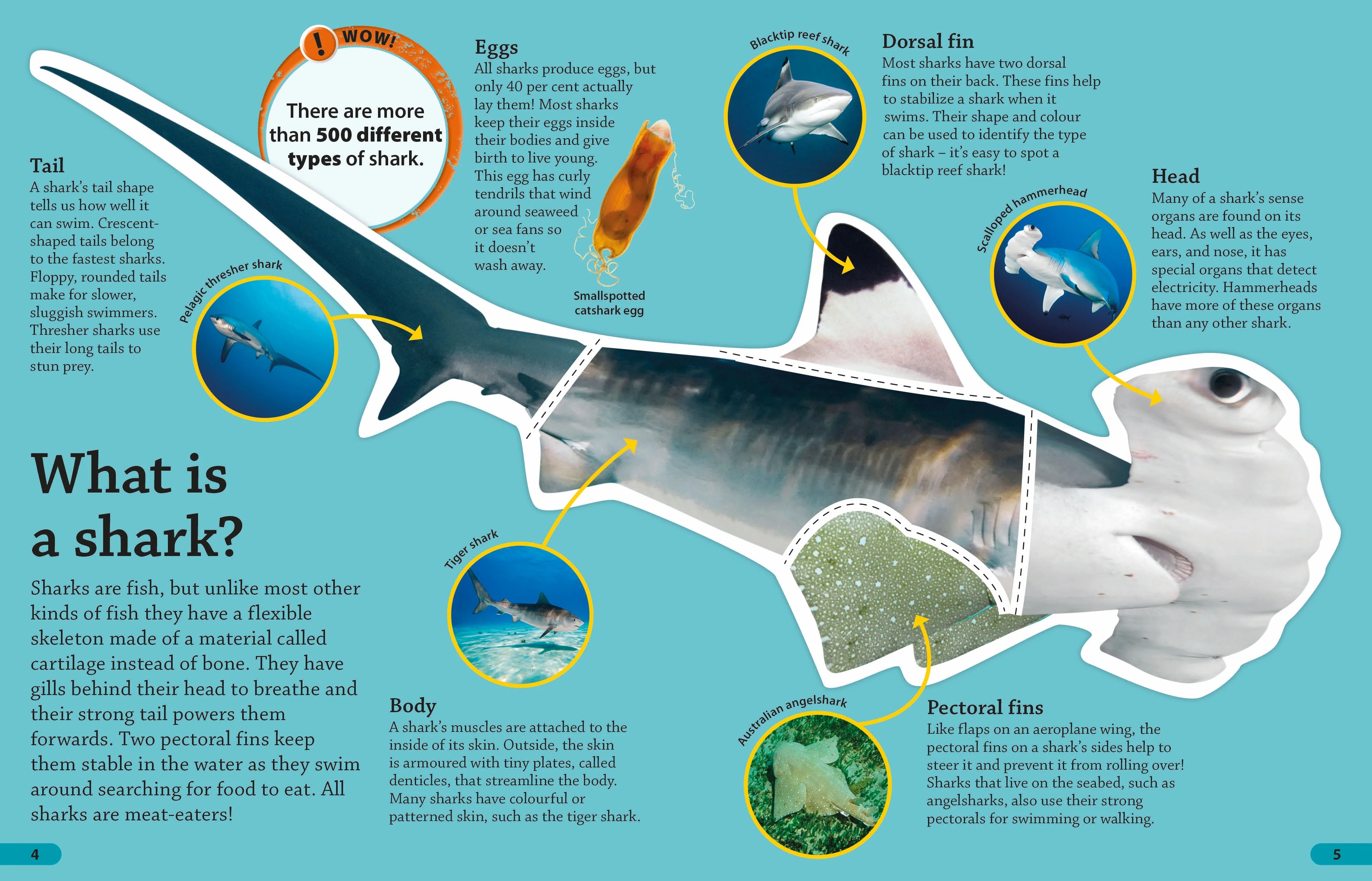 DKfindout! Sharks - Image 2