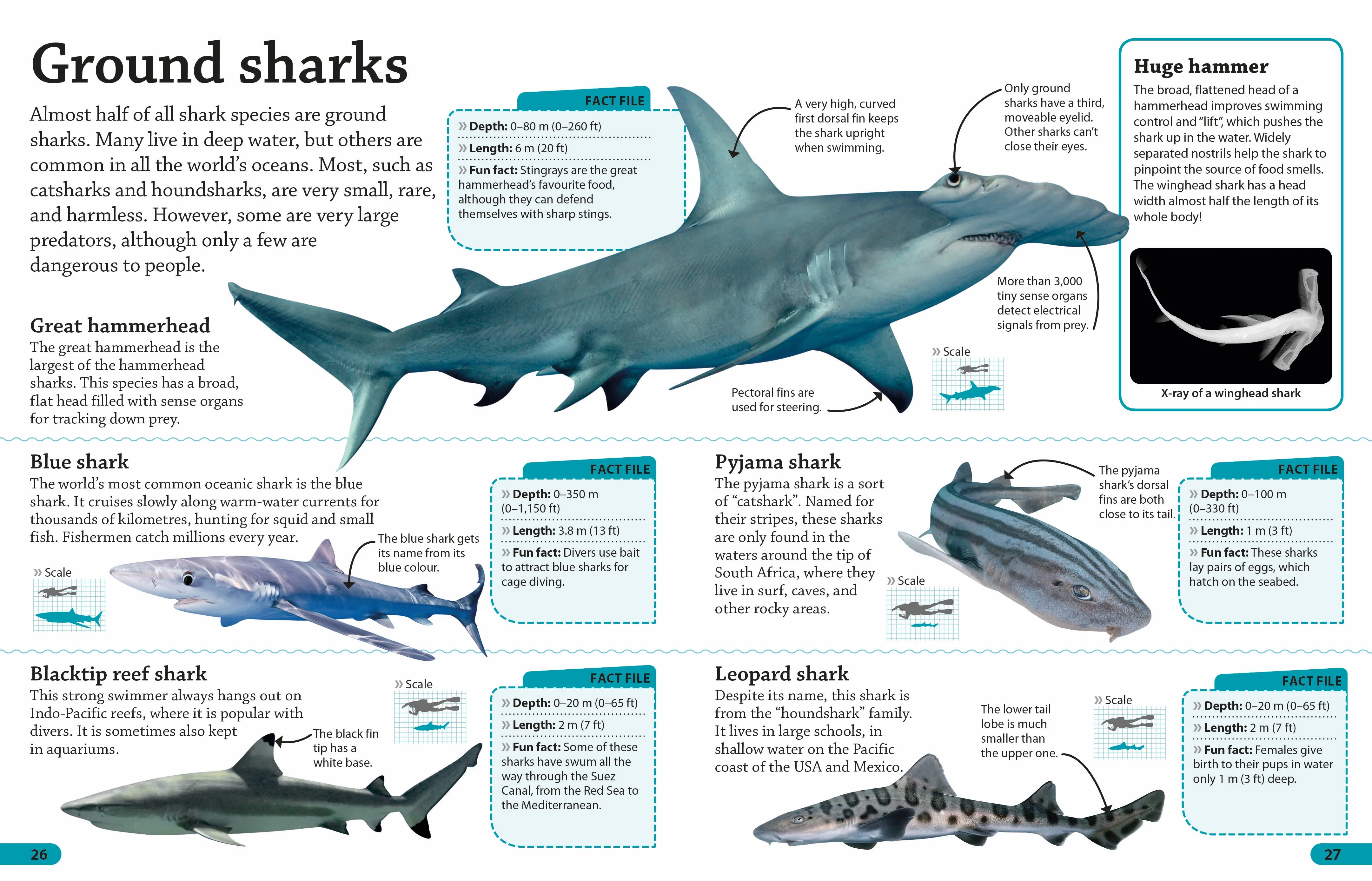 DKfindout! Sharks - Image 3