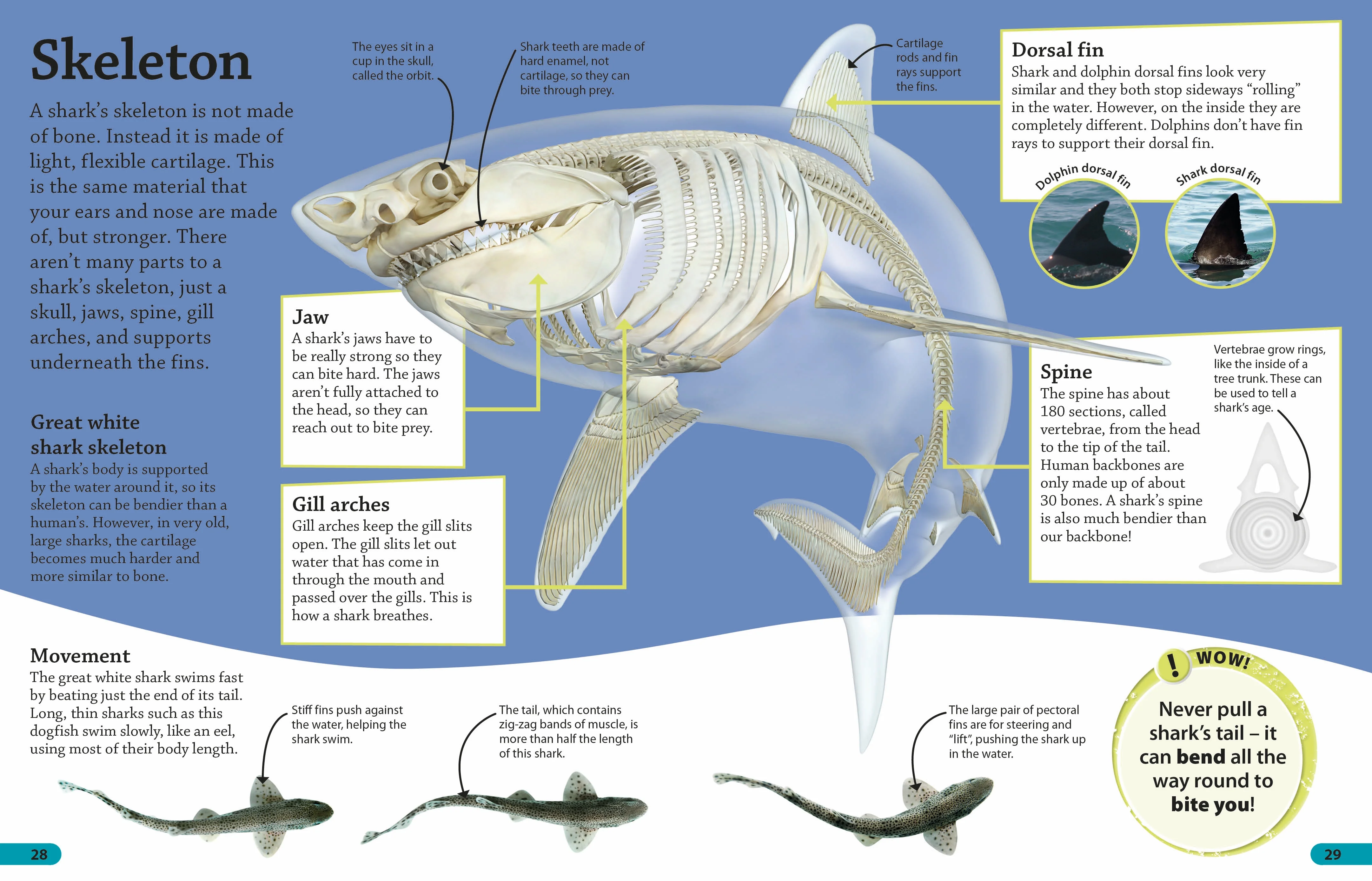 DKfindout! Sharks - Image 4