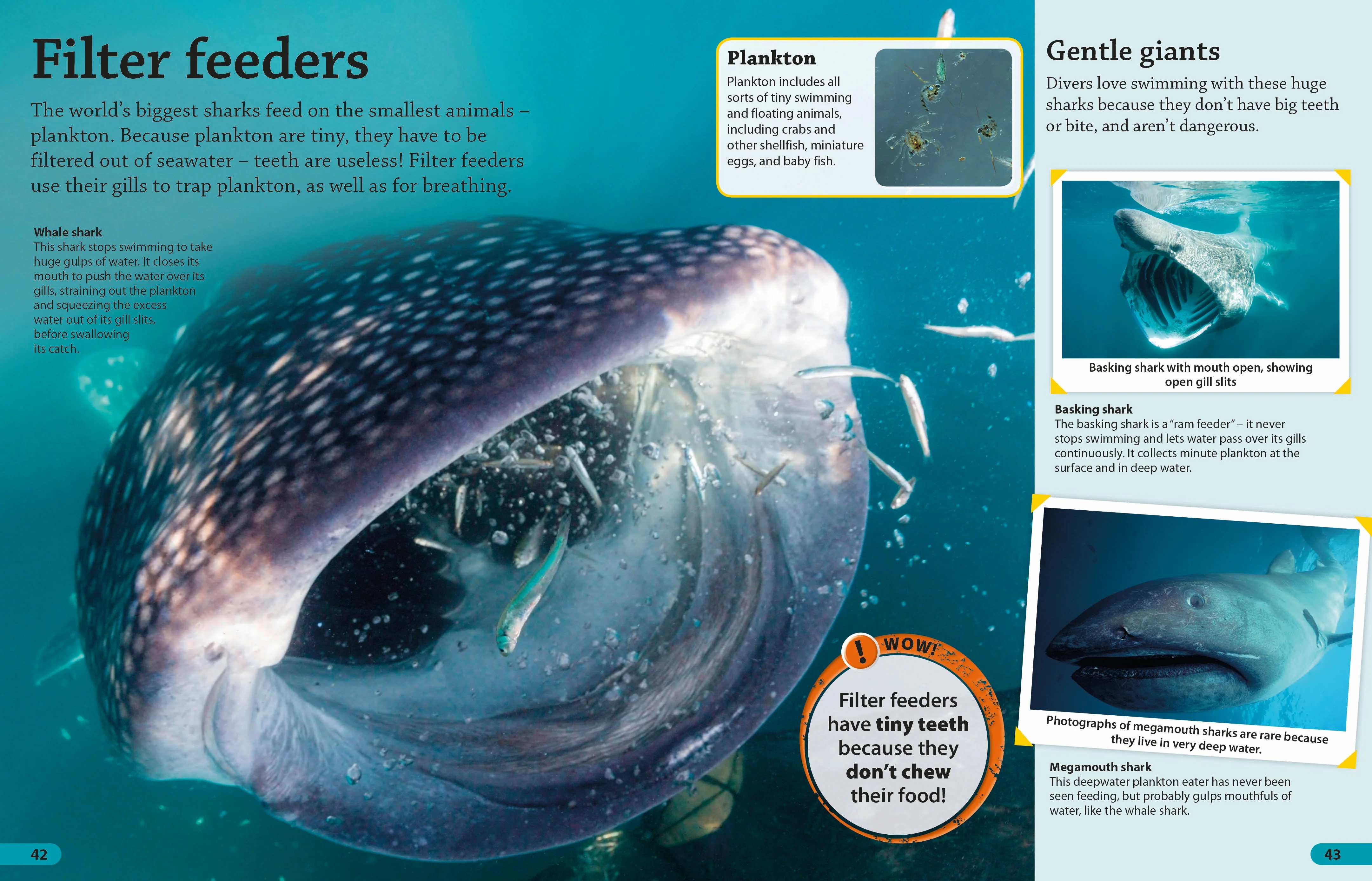 DKfindout! Sharks - Image 5