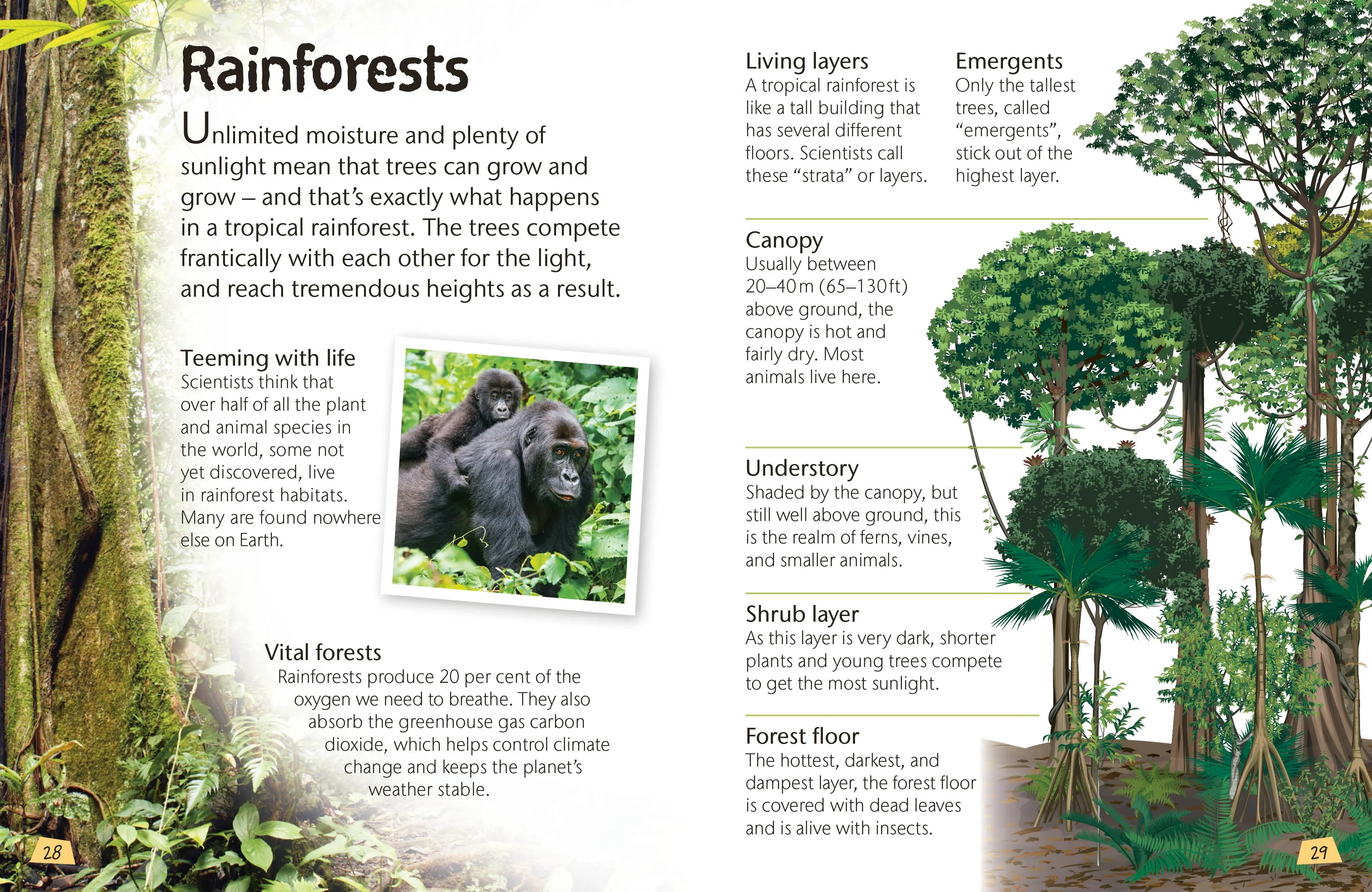 Woodland and Forest - Image 3