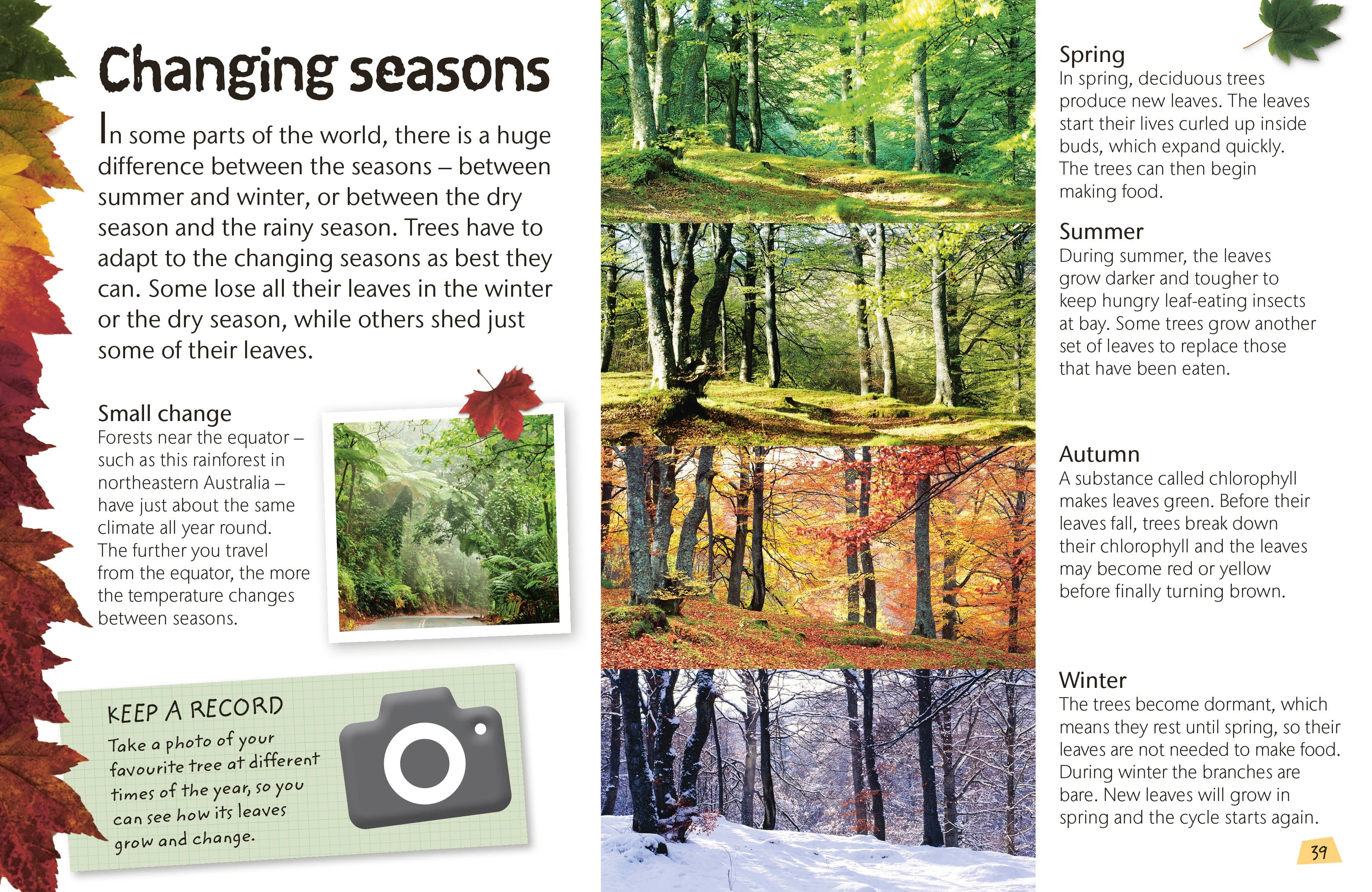 Woodland and Forest - Image 5