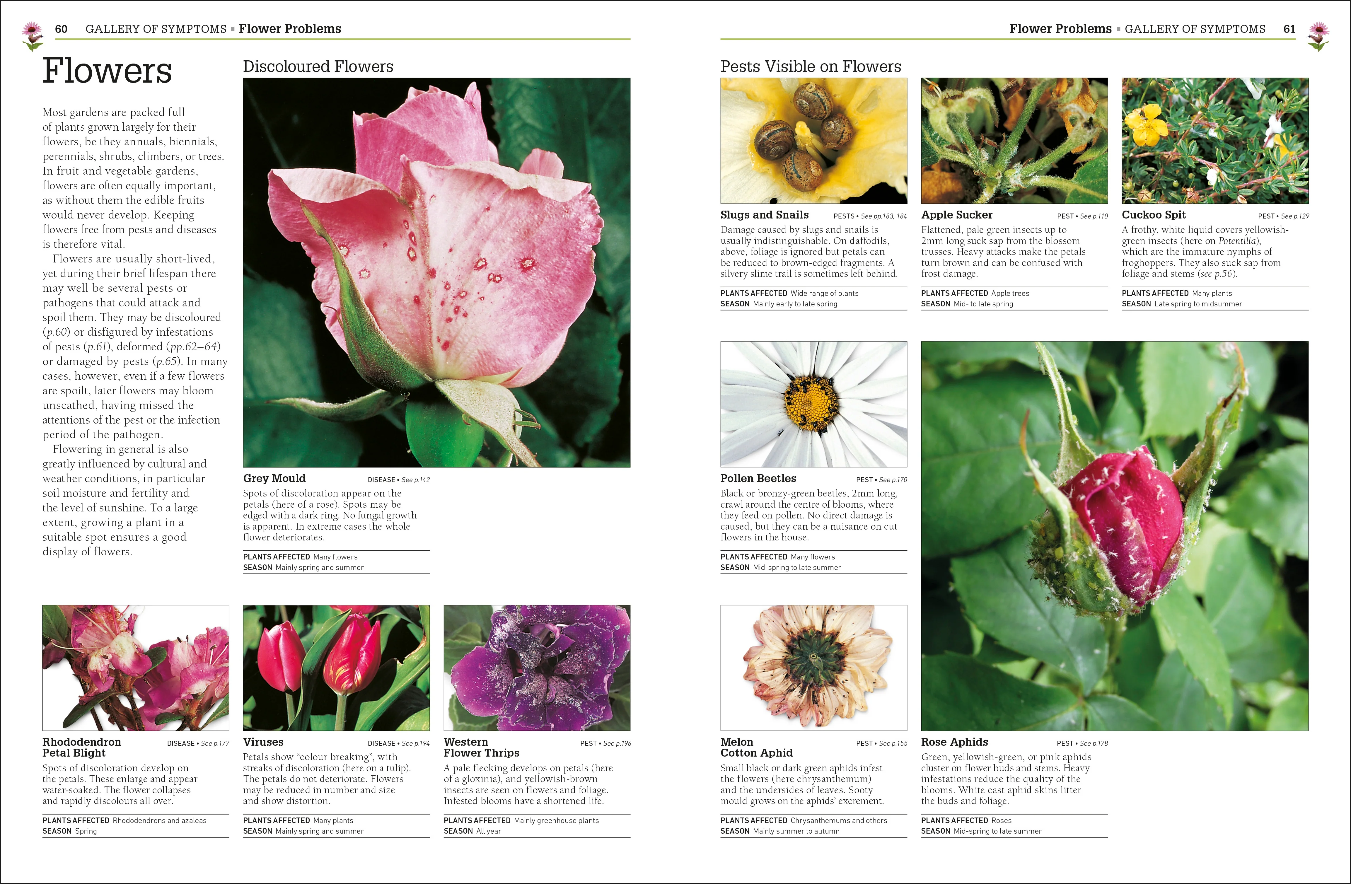 RHS Pests & Diseases - Image 3