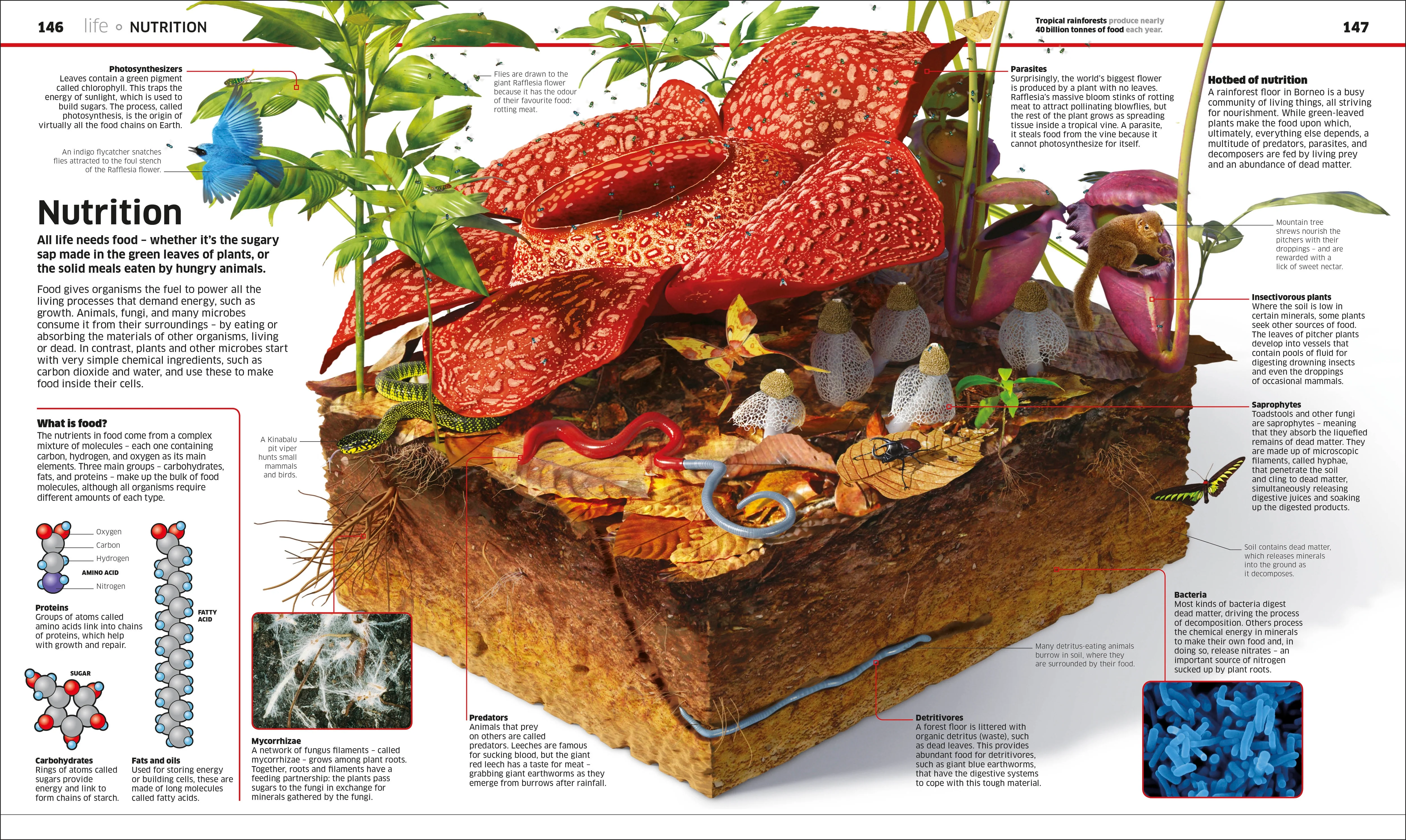 Knowledge Encyclopedia Science! - Image 6