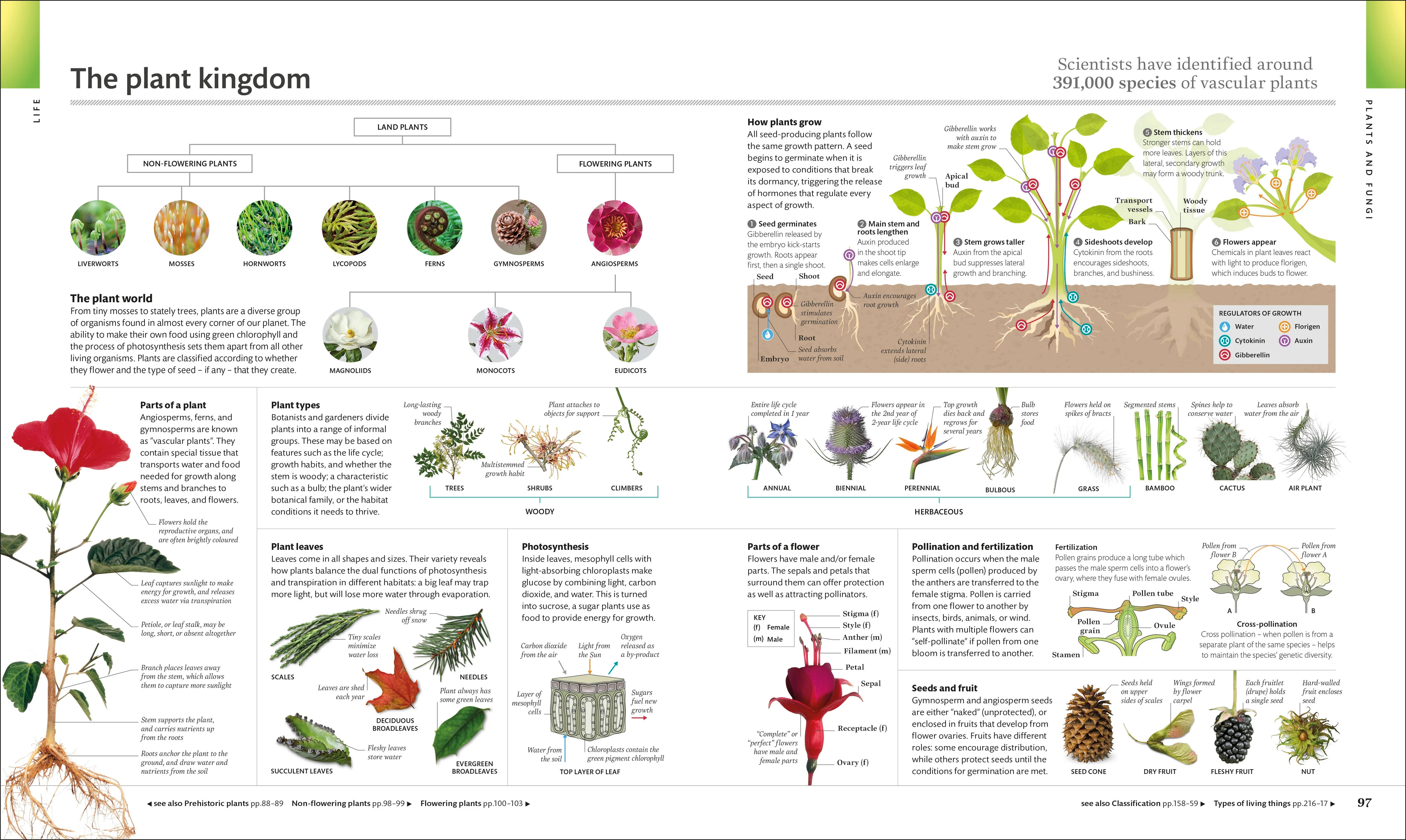 The Visual Encyclopedia - Image 3