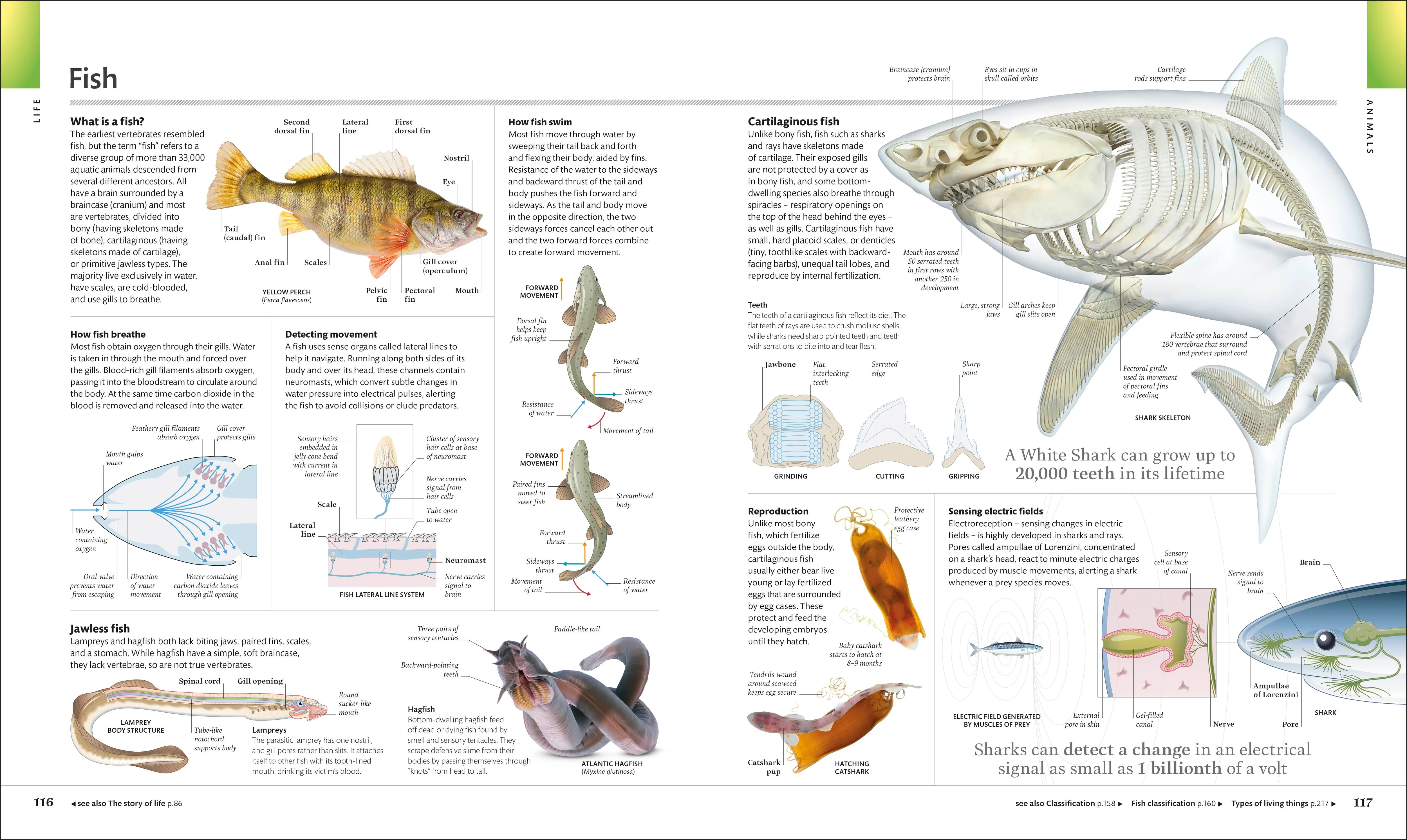 The Visual Encyclopedia - Image 4
