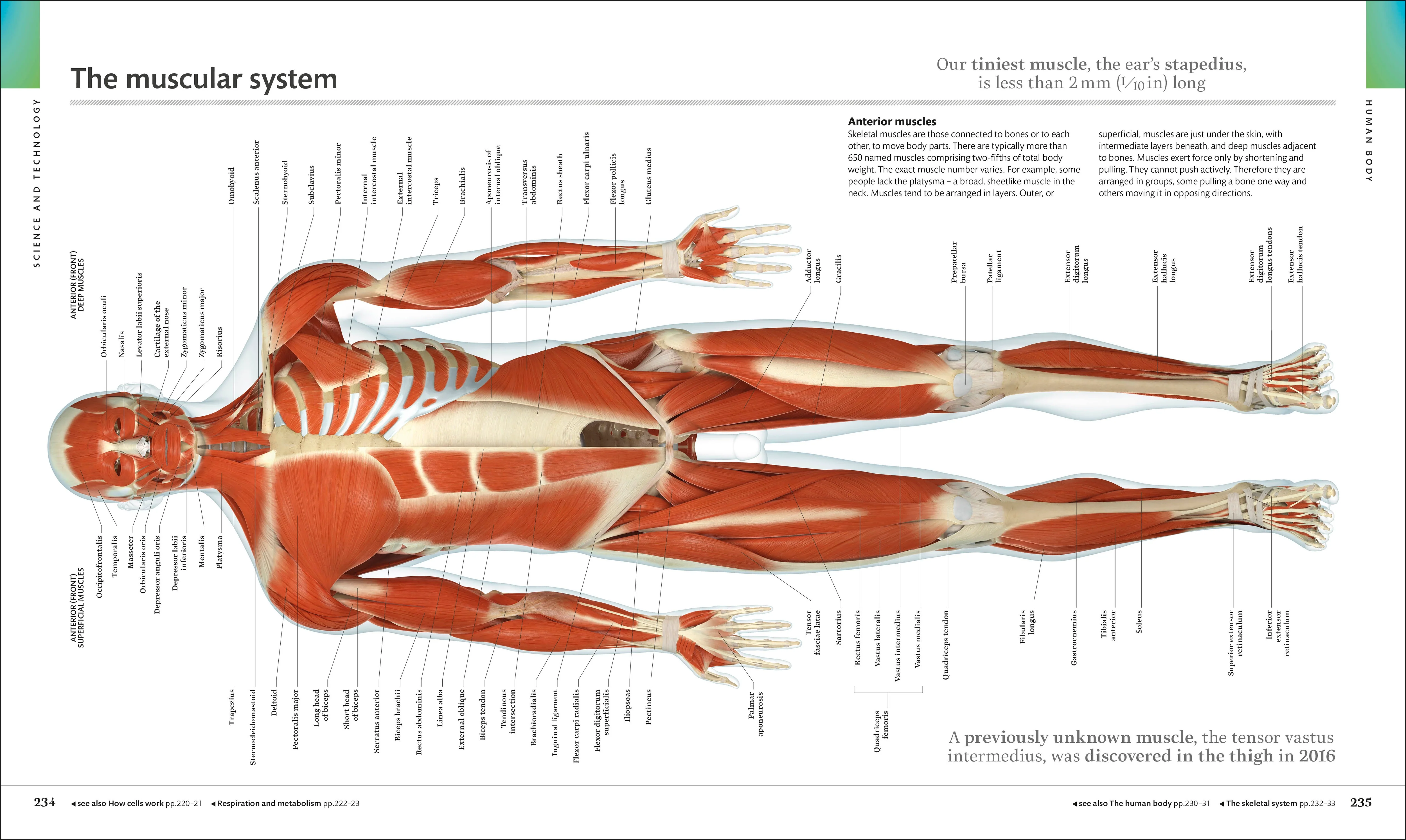 The Visual Encyclopedia - Image 6