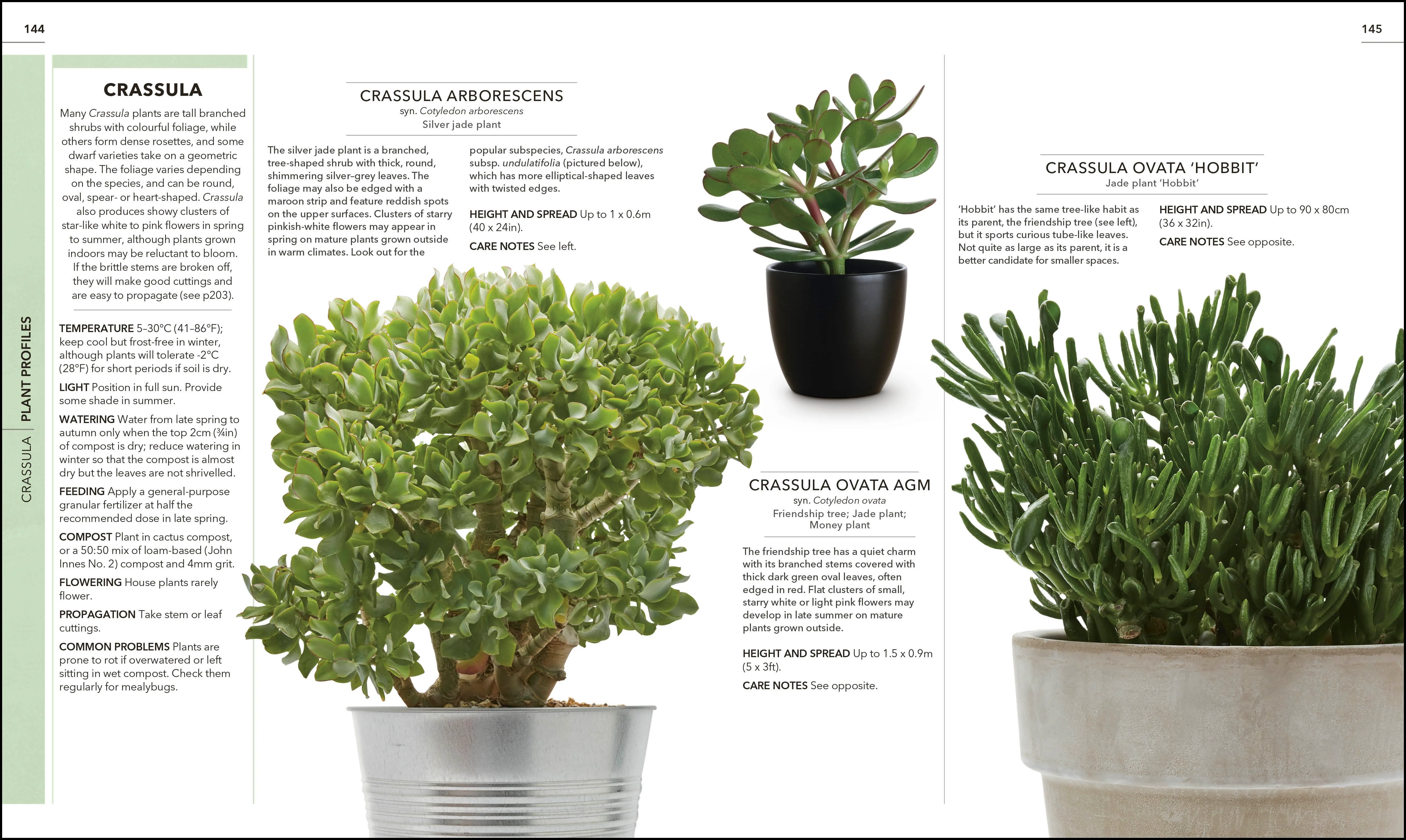RHS Practical Cactus and Succulent Book - Image 5