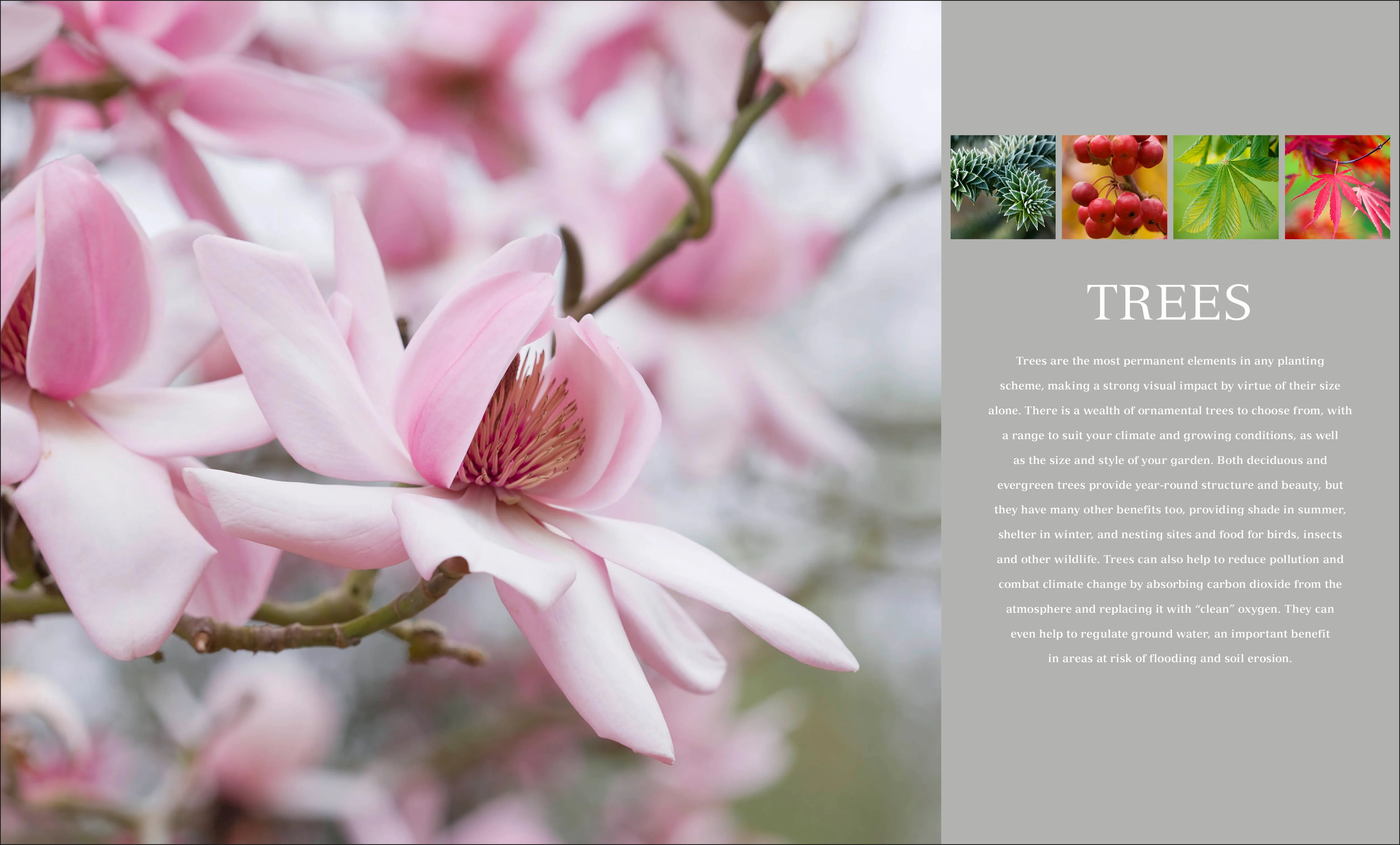 RHS Encyclopedia Of Plants and Flowers - Image 4