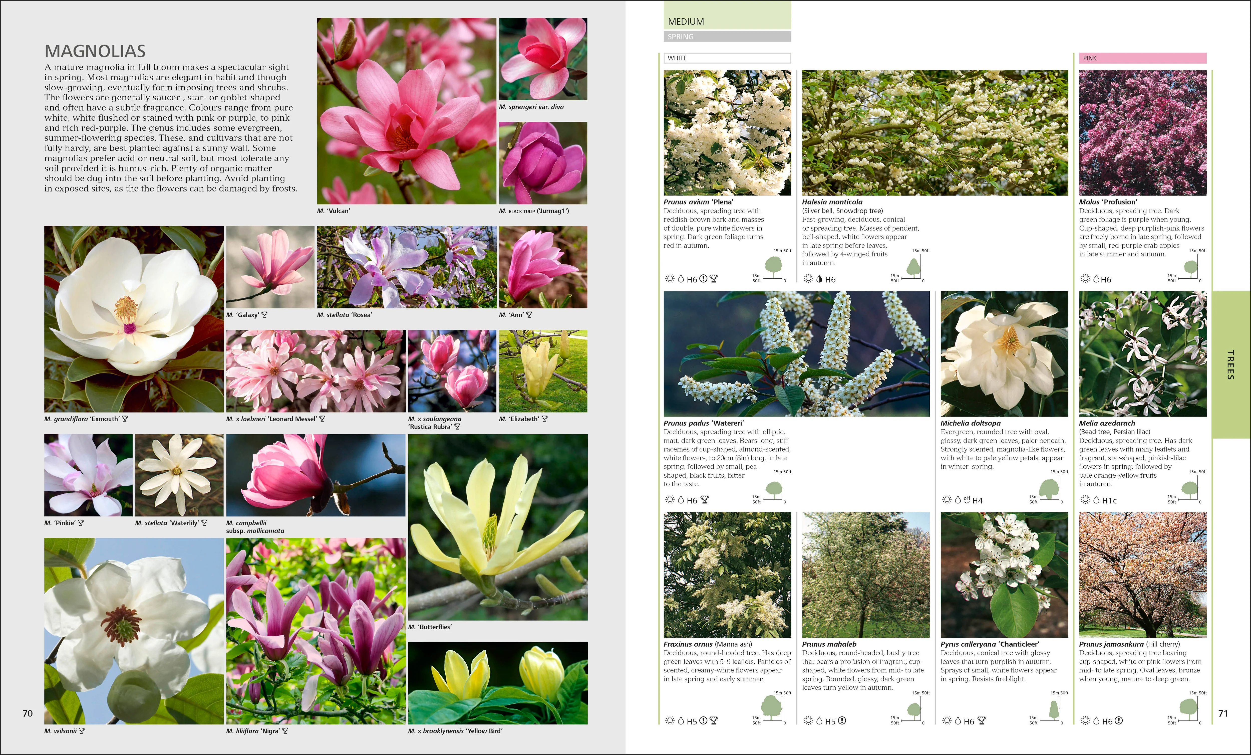 RHS Encyclopedia Of Plants and Flowers - Image 5