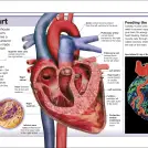 Pocket Eyewitness Human Body - Image 3