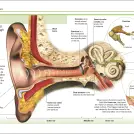 Pocket Eyewitness Human Body - Image 5