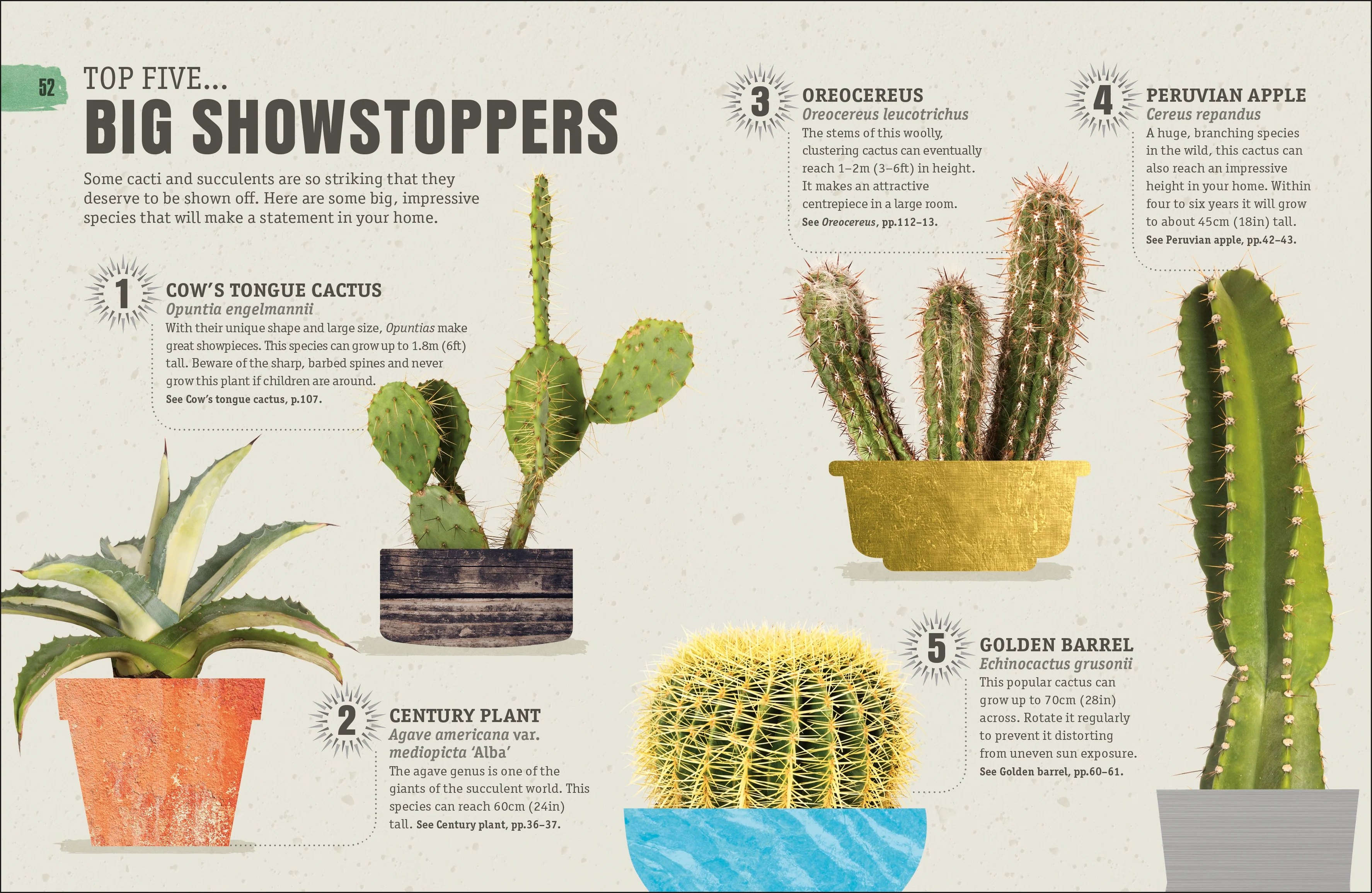 Happy Cactus - Image 4