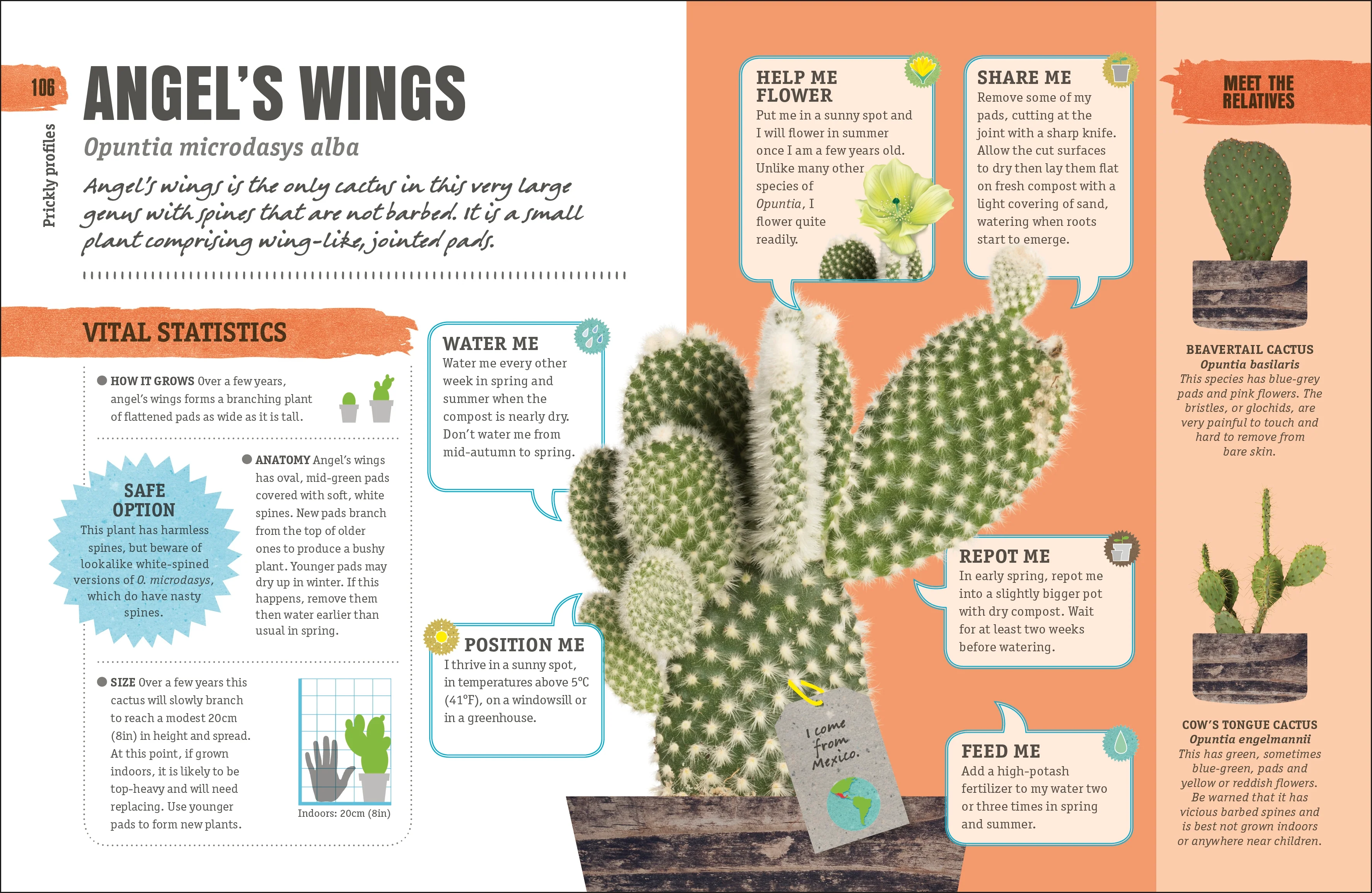 Happy Cactus - Image 5