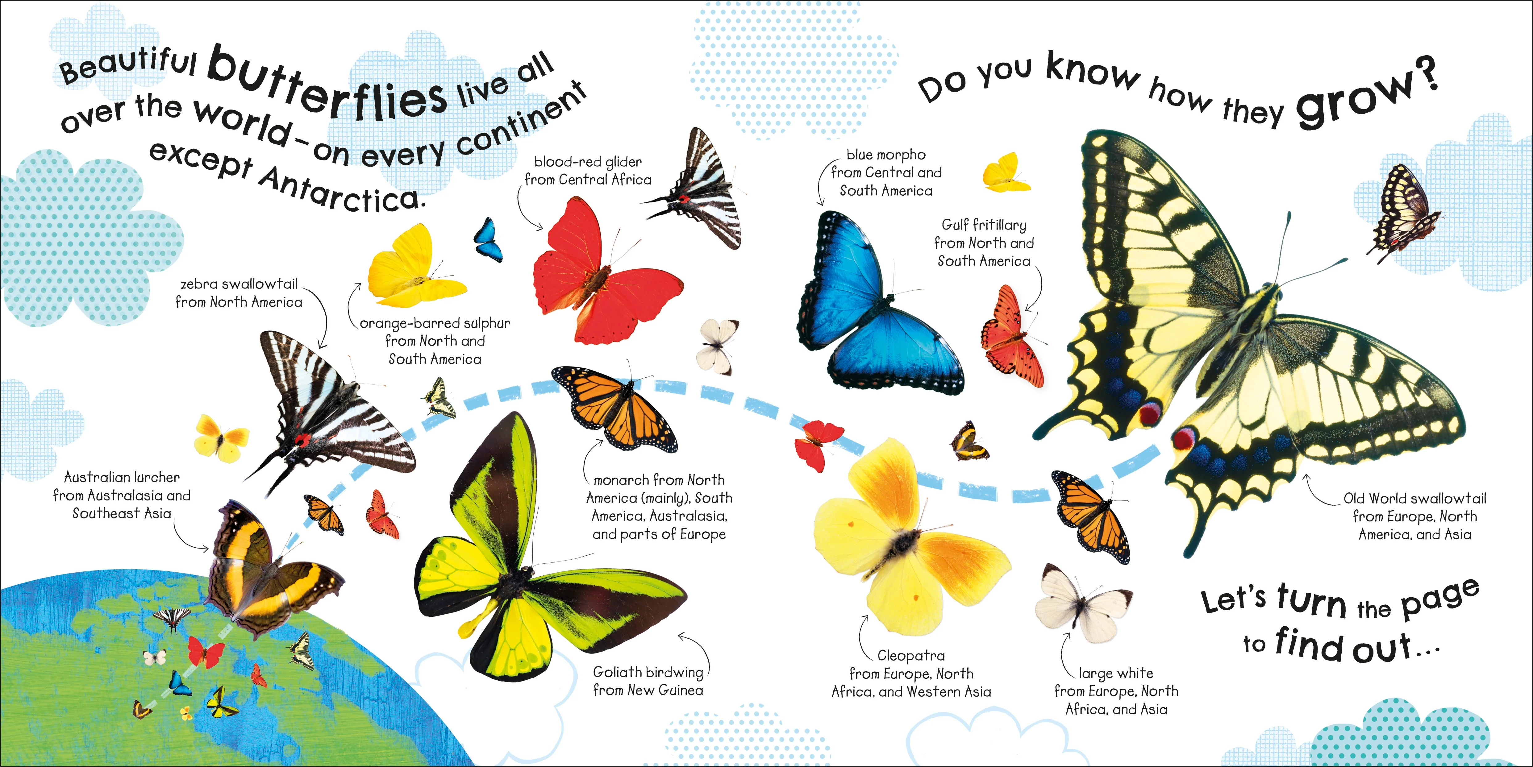 RHS How Does a Butterfly Grow? - Image 2