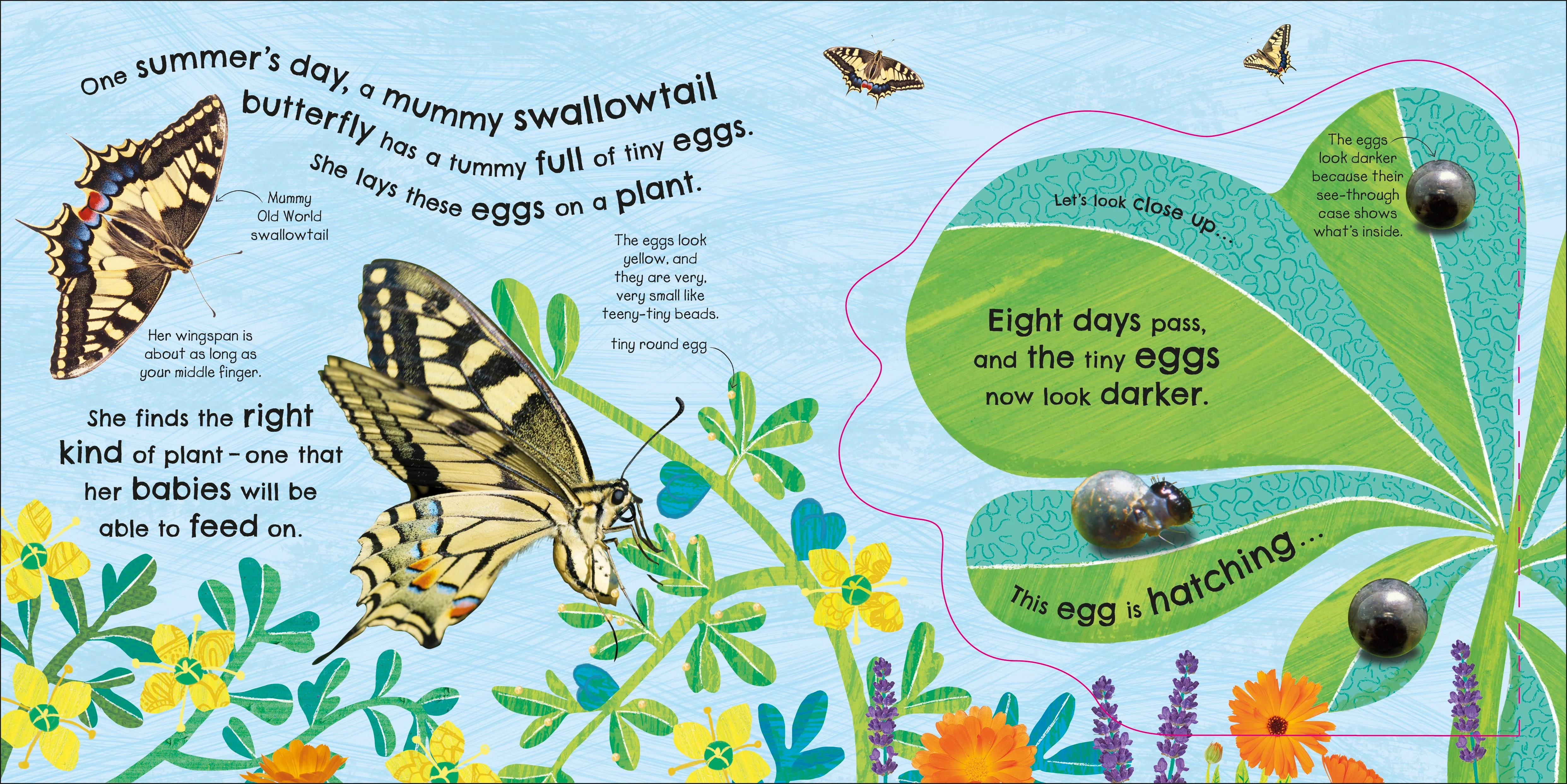 RHS How Does a Butterfly Grow? - Image 3