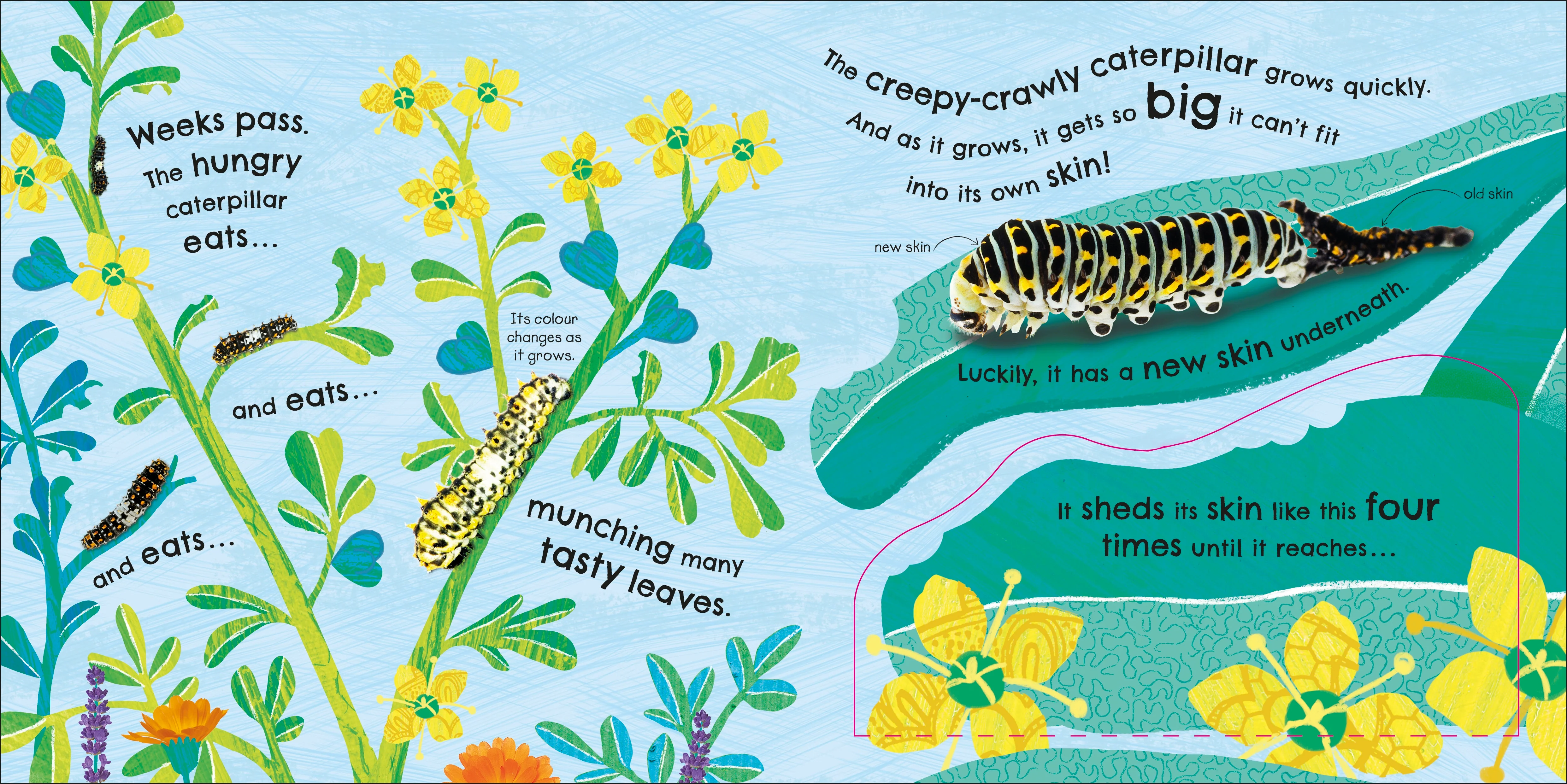 RHS How Does a Butterfly Grow? - Image 4