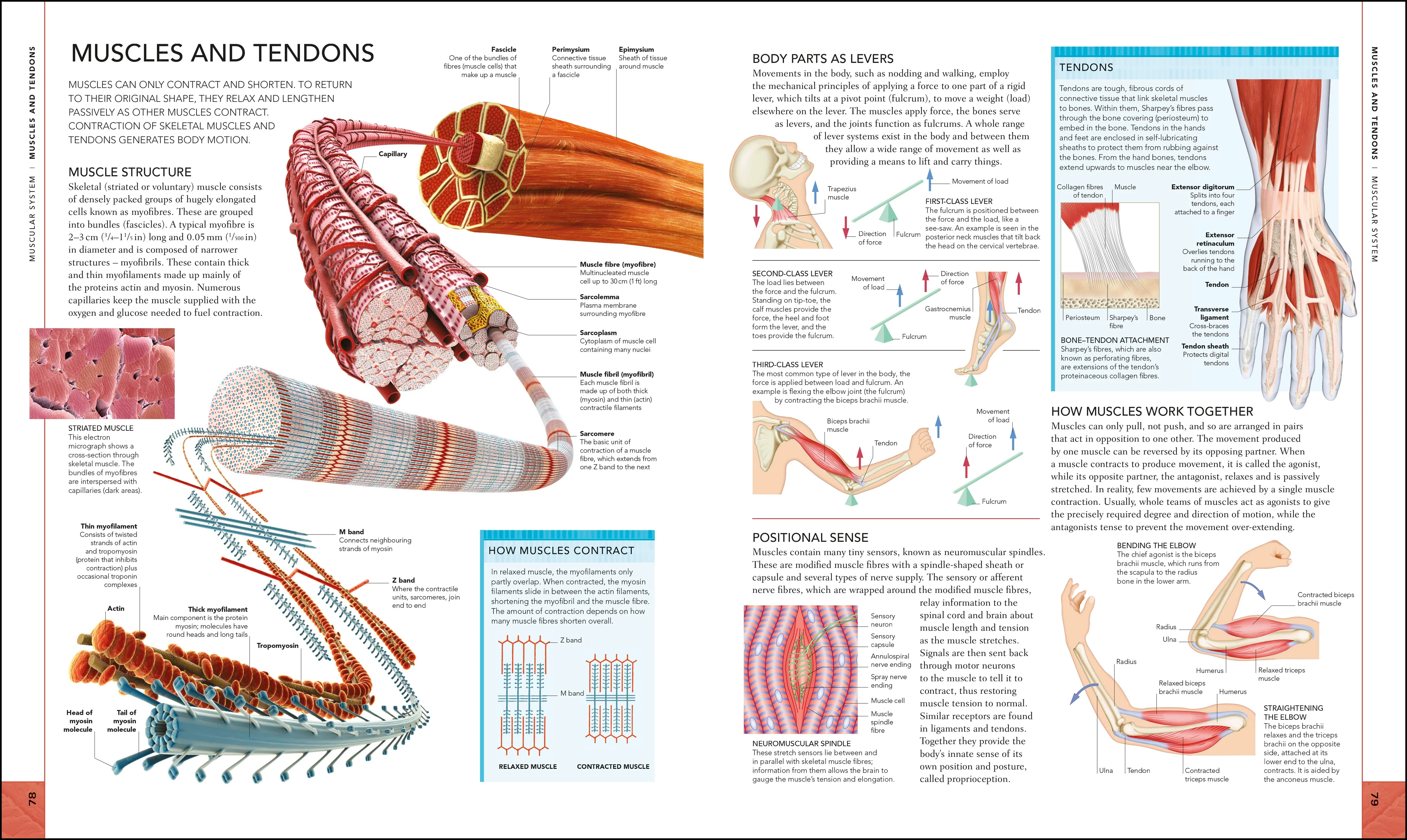 The Human Body Book - Image 3