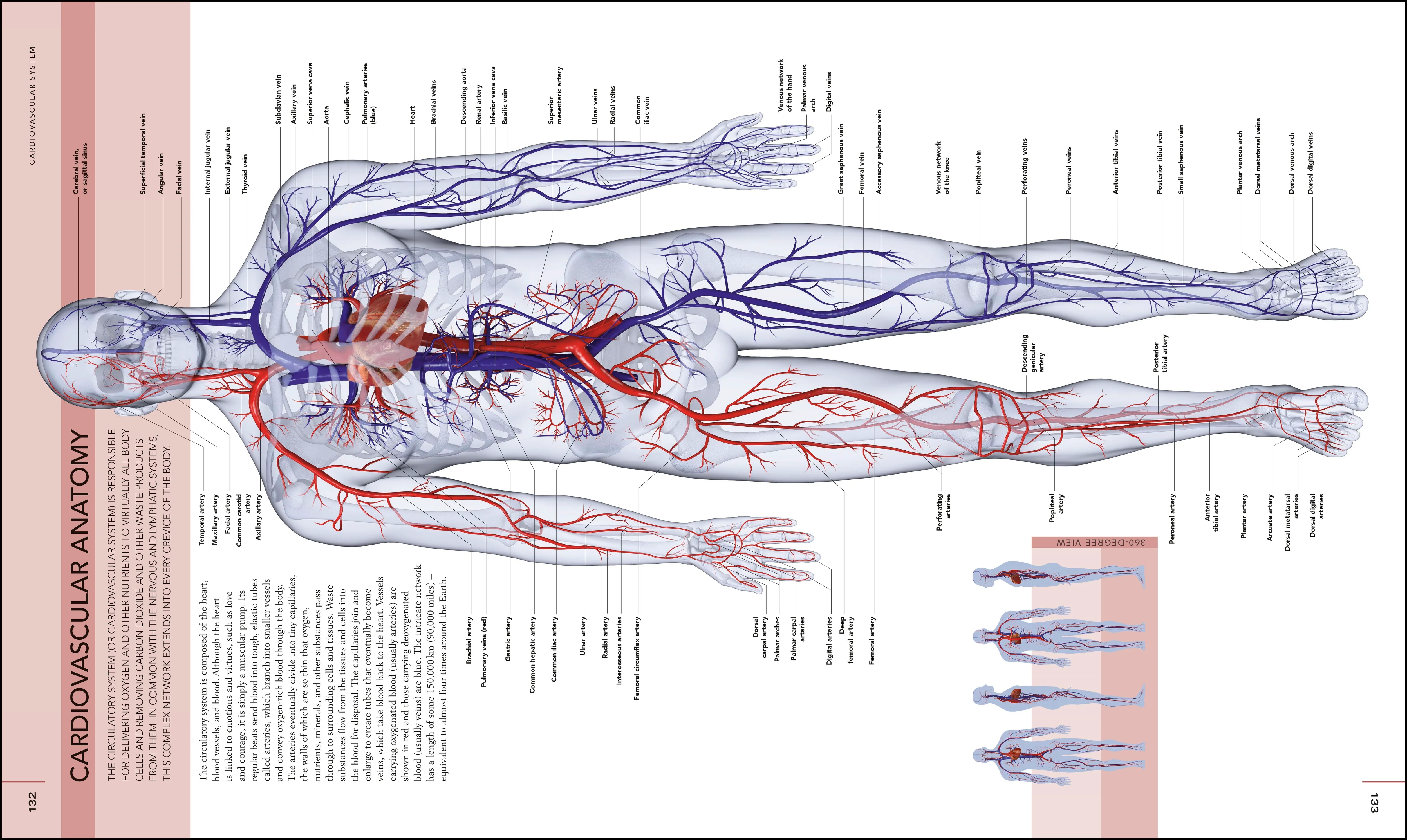The Human Body Book - Image 5
