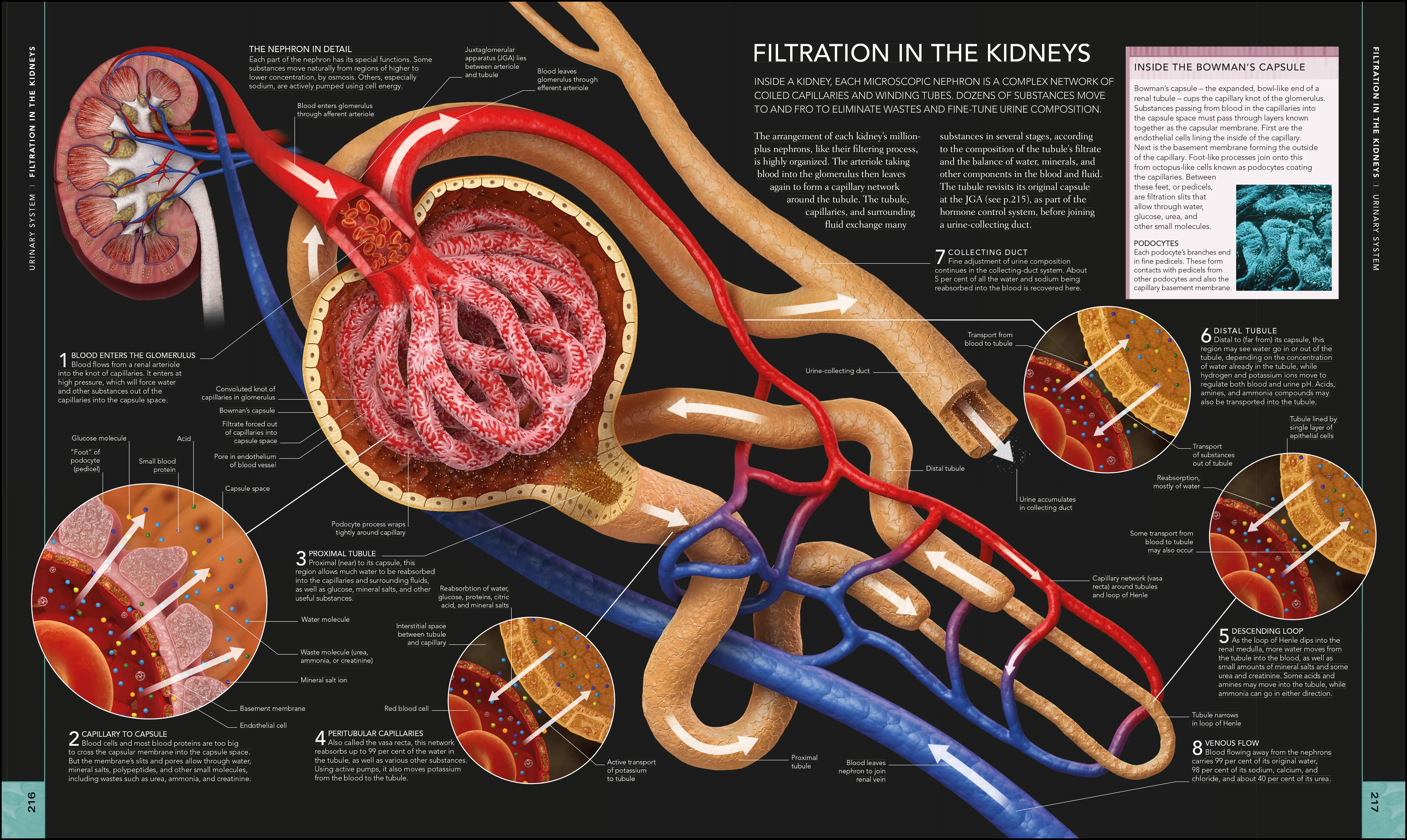The Human Body Book - Image 7