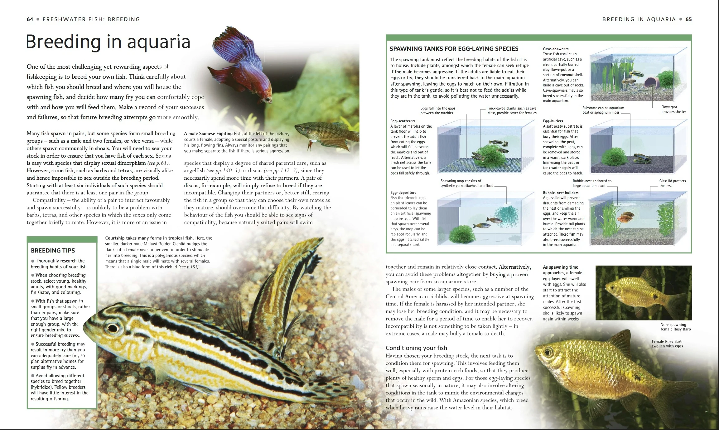 Encyclopedia of Aquarium and Pond Fish - Image 2