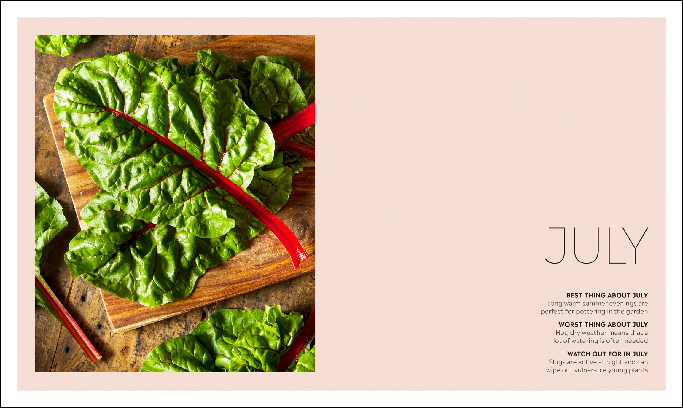 Veg in One Bed - Image 3
