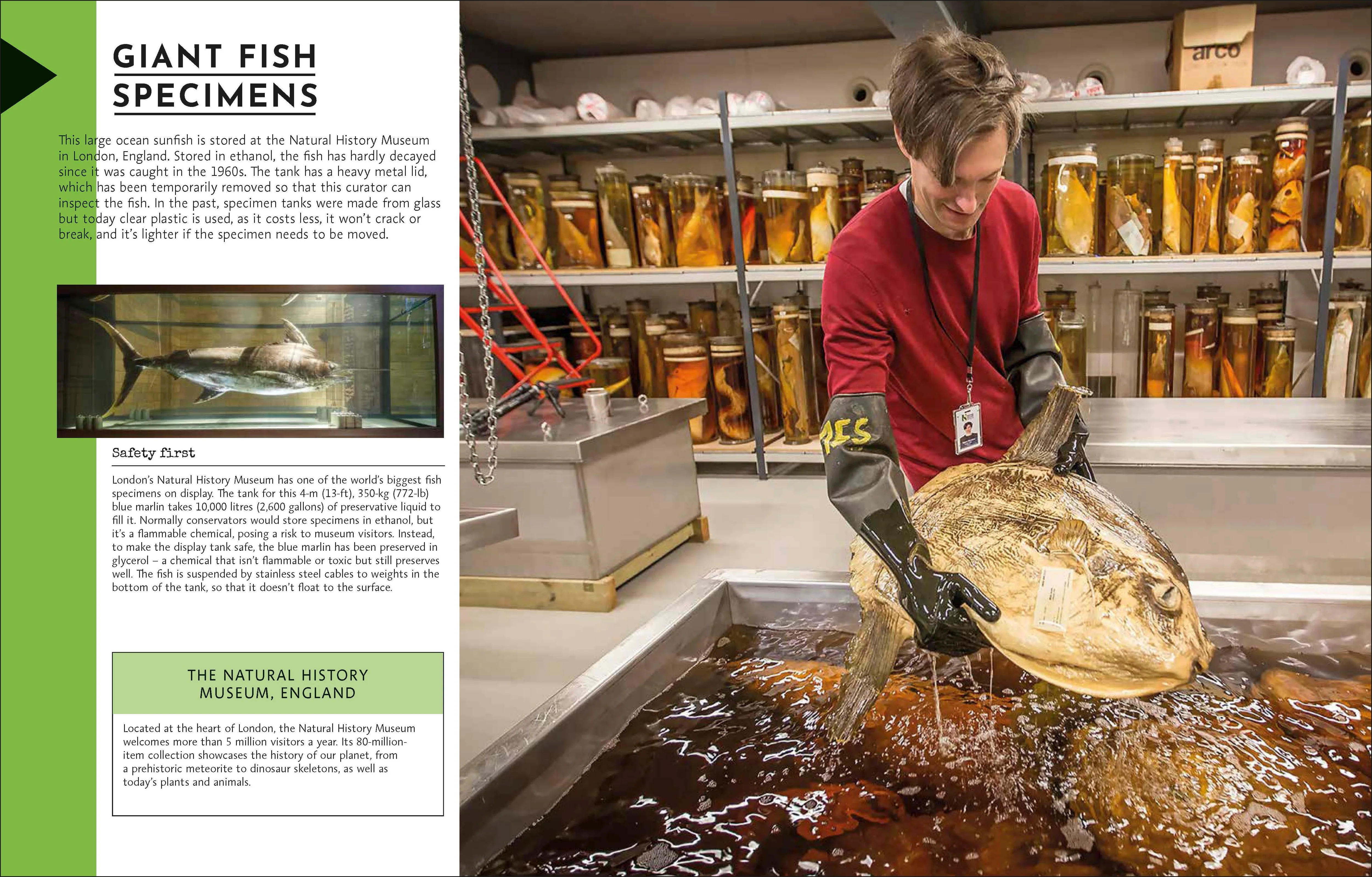 Behind the Scenes at the Museum - Image 2