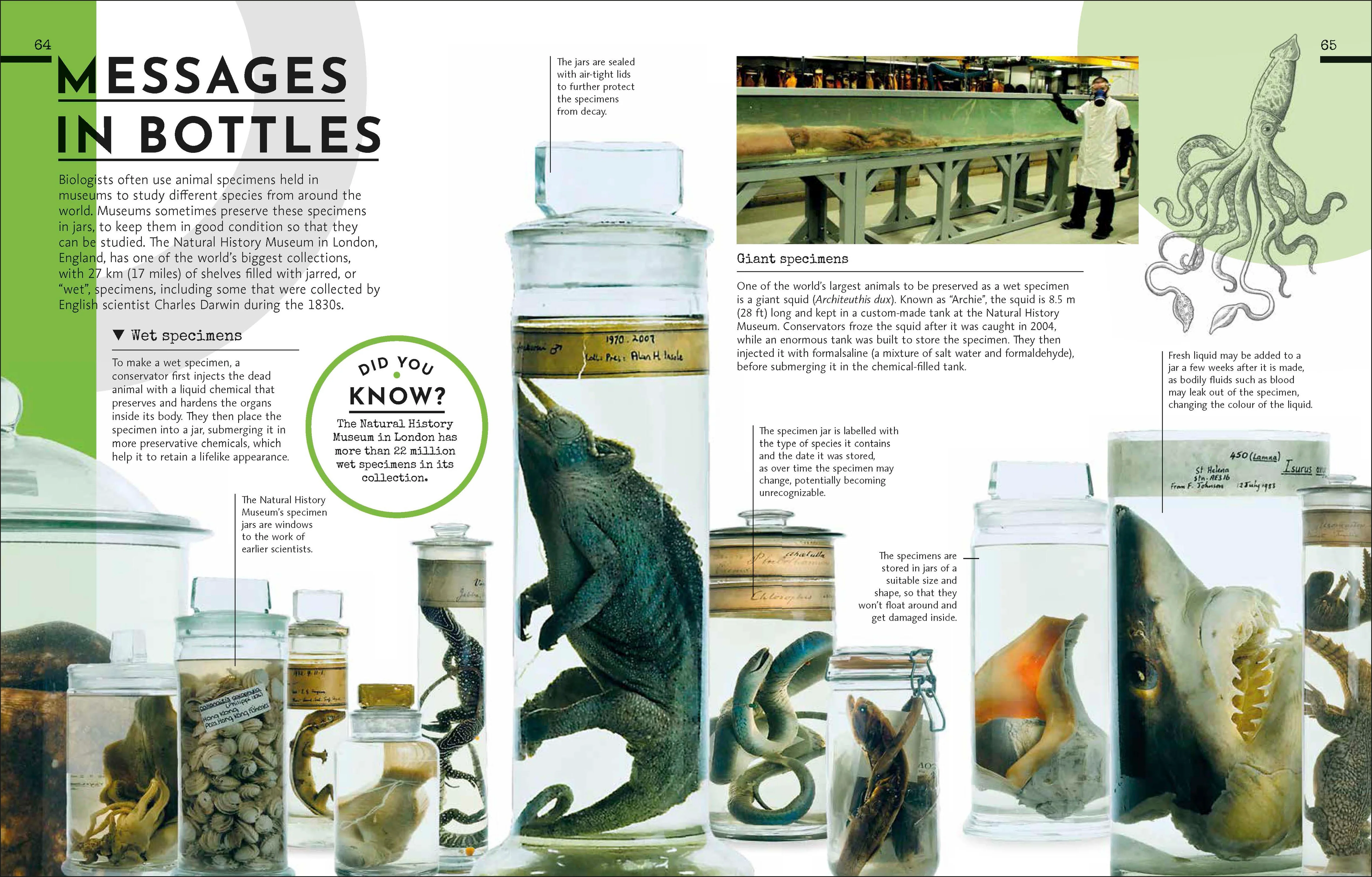 Behind the Scenes at the Museum - Image 3