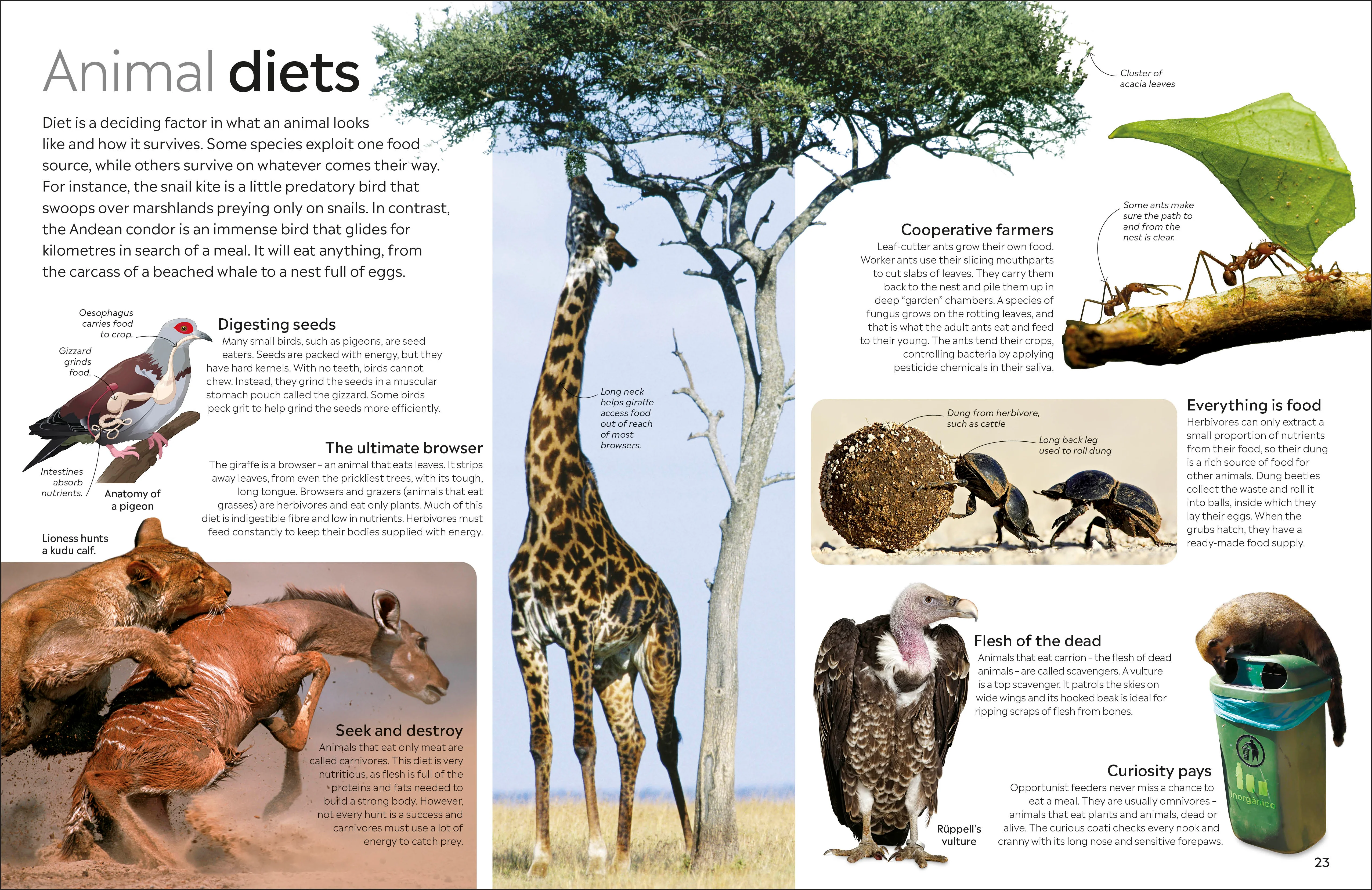 Animal - Image 4