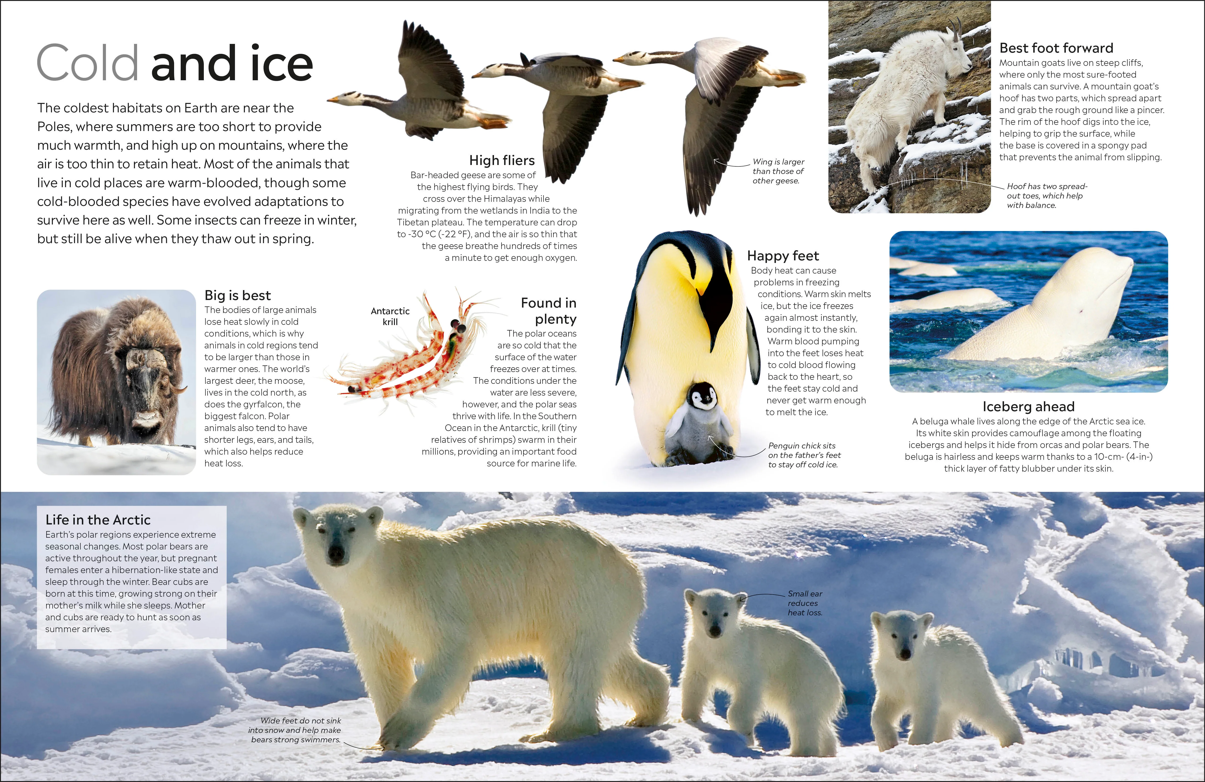 Animal - Image 5