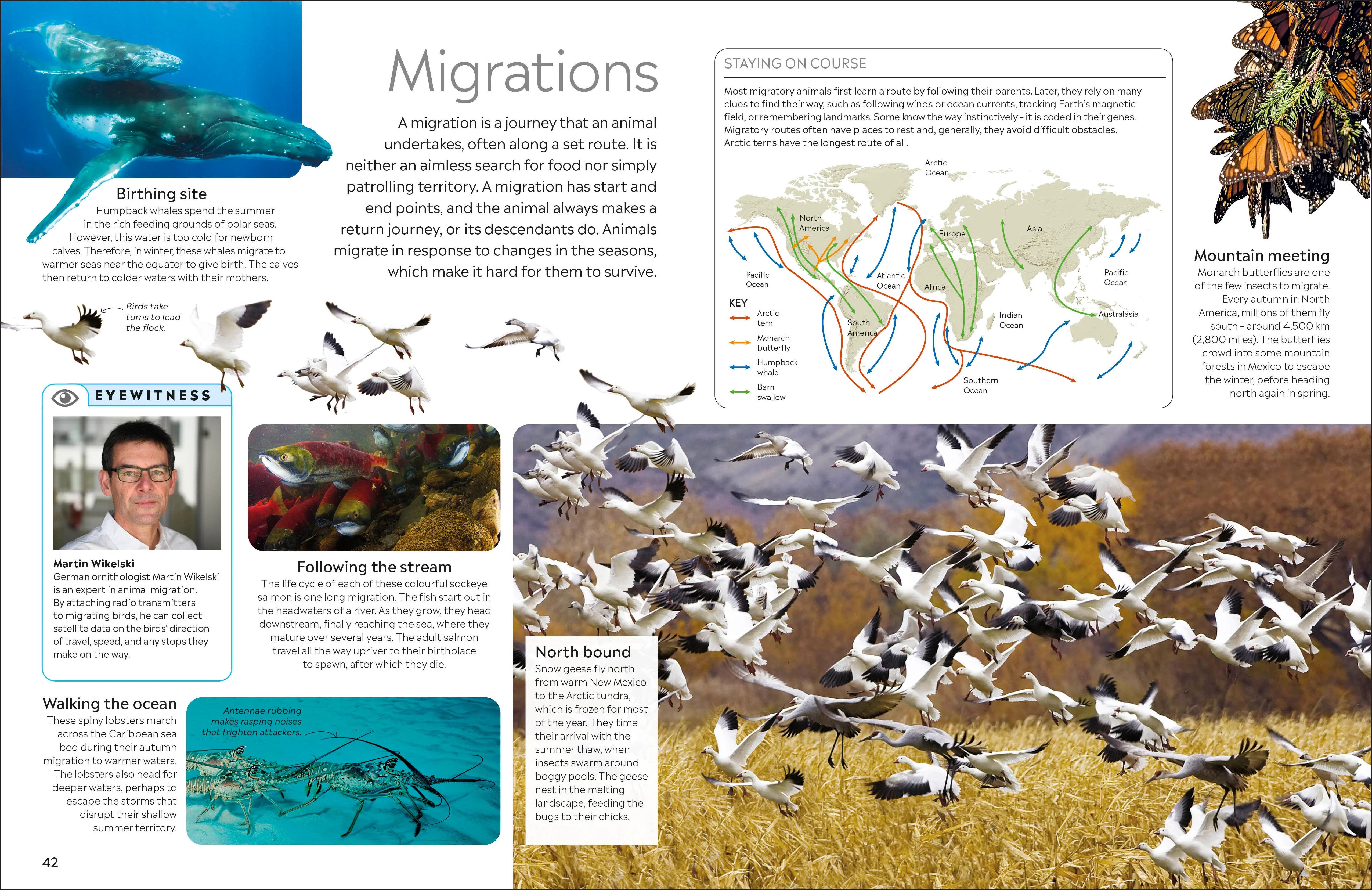 Animal - Image 6