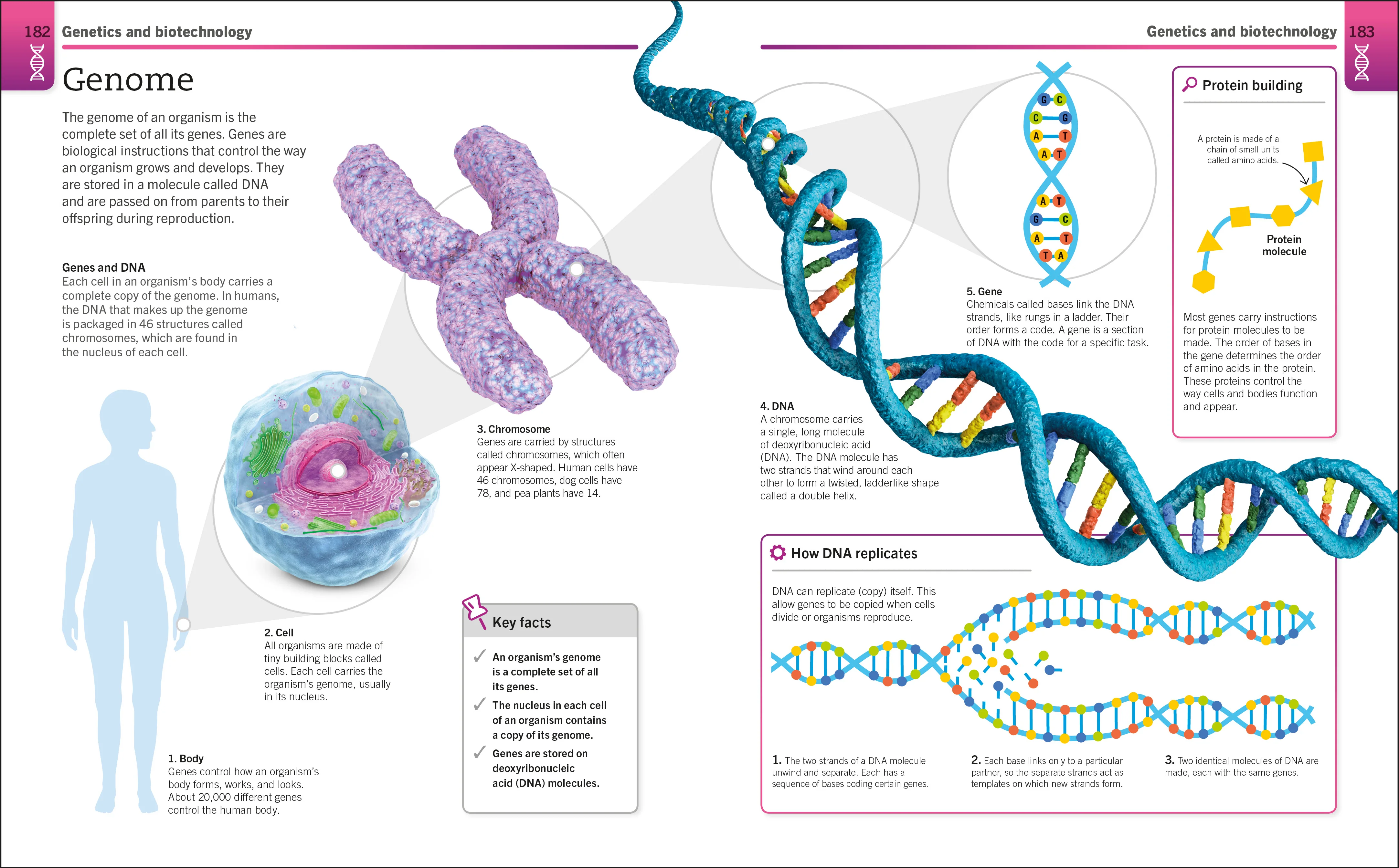 Super Simple Biology - Image 2