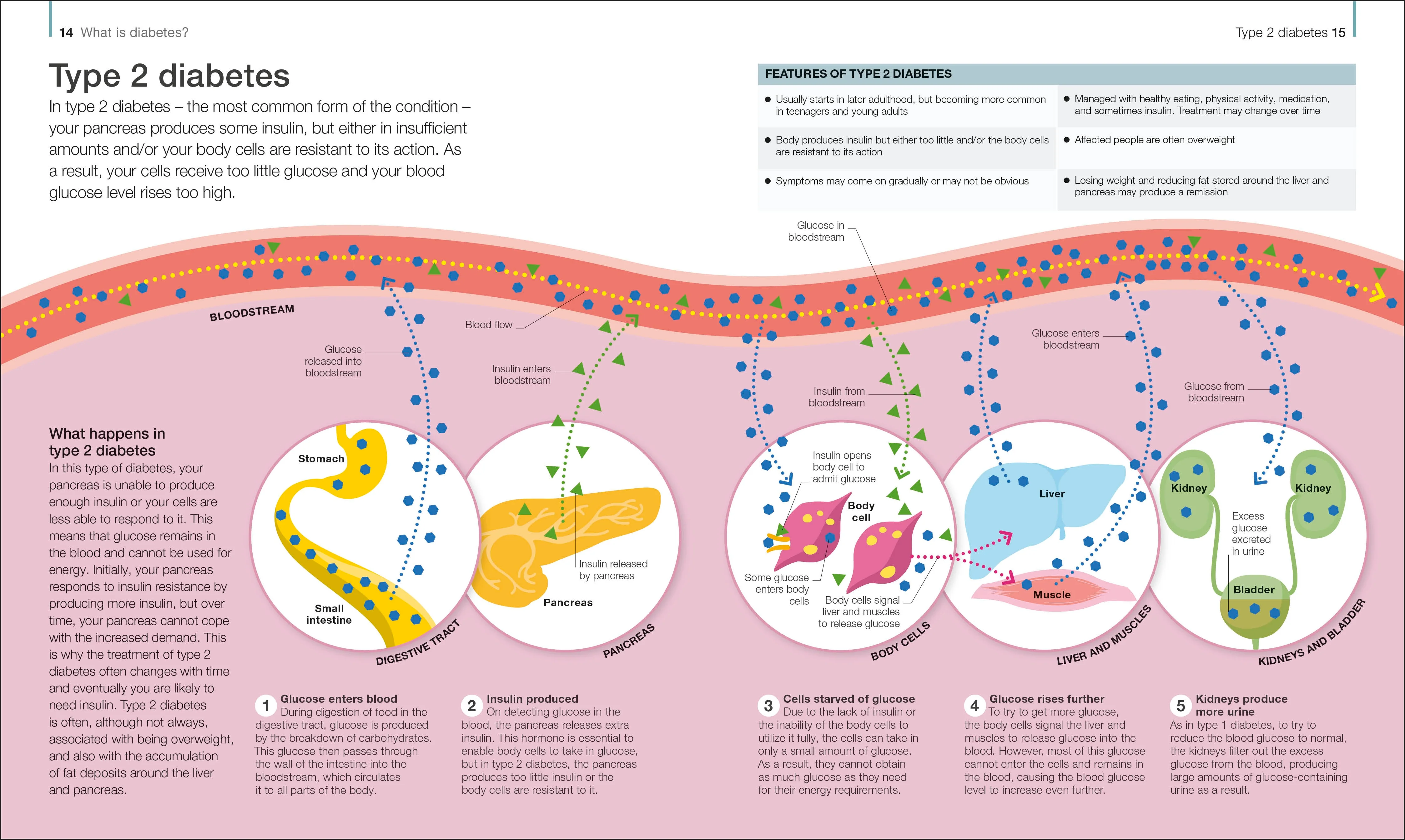 The Diabetes Handbook - Image 2