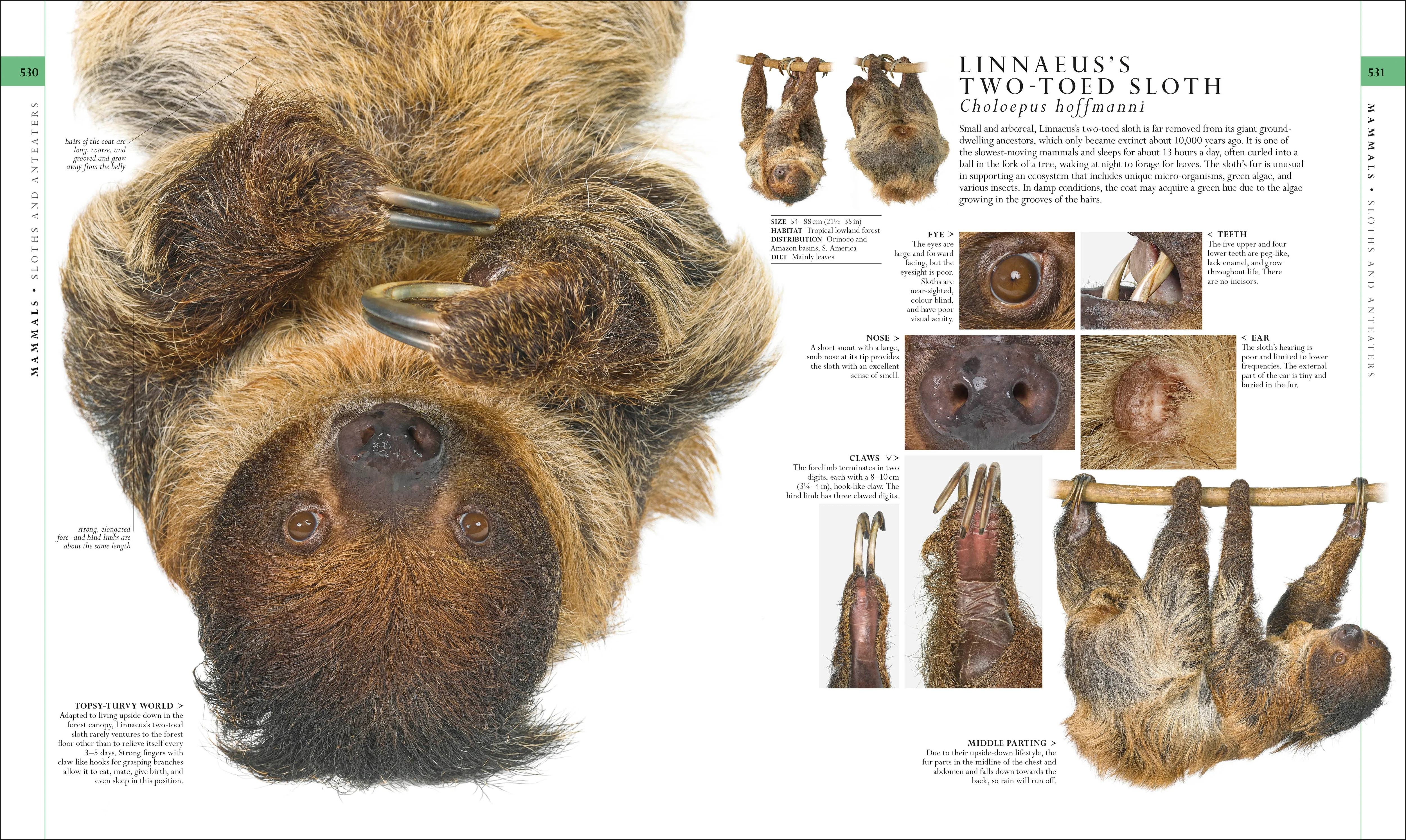 The Natural History Book - Image 7