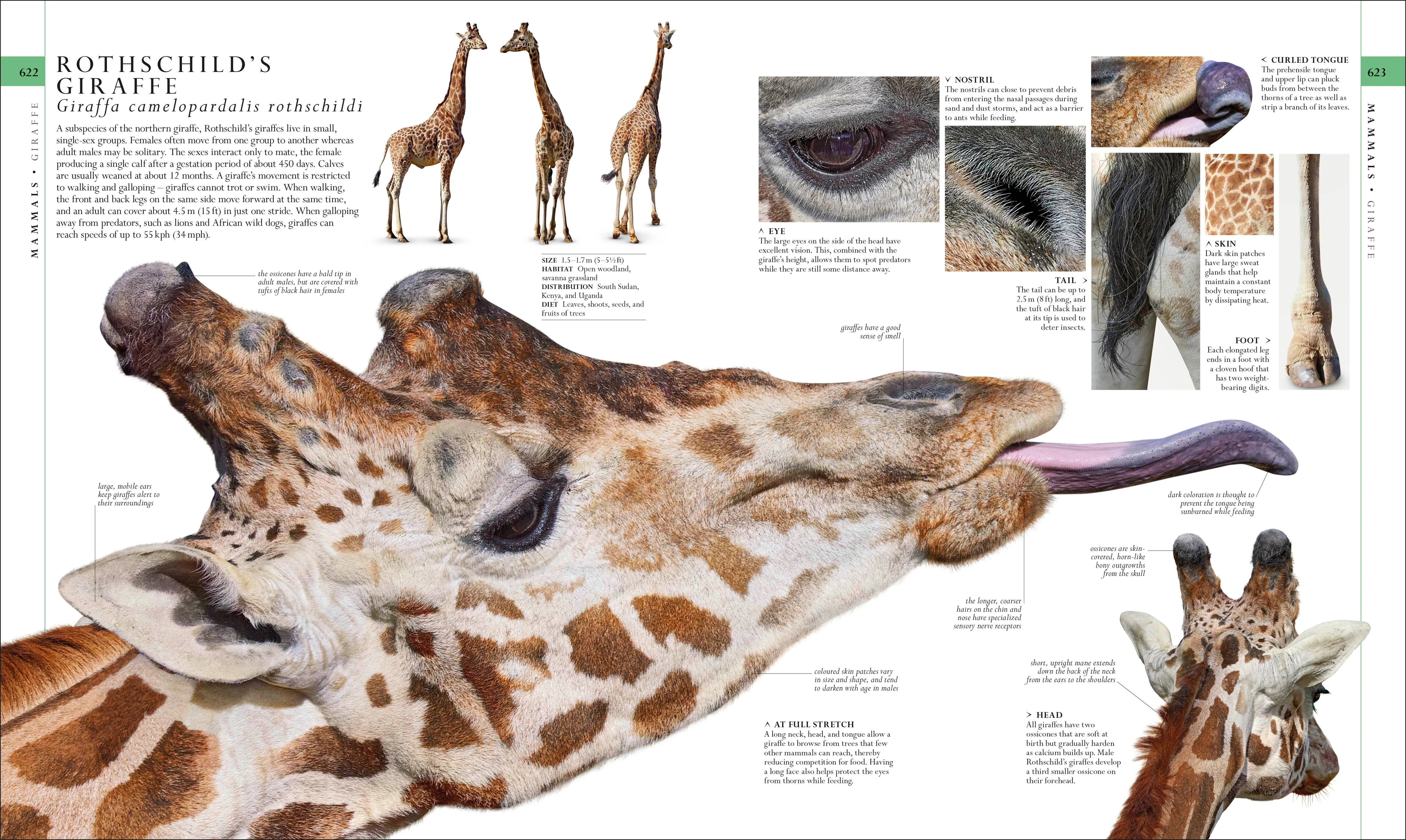 The Natural History Book - Image 9