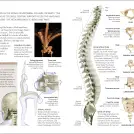 The Concise Human Body Book - Image 3