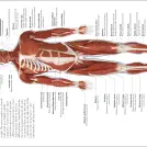 The Concise Human Body Book - Image 4