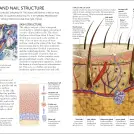 The Concise Human Body Book - Image 6