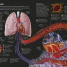 The Concise Human Body Book - Image 7