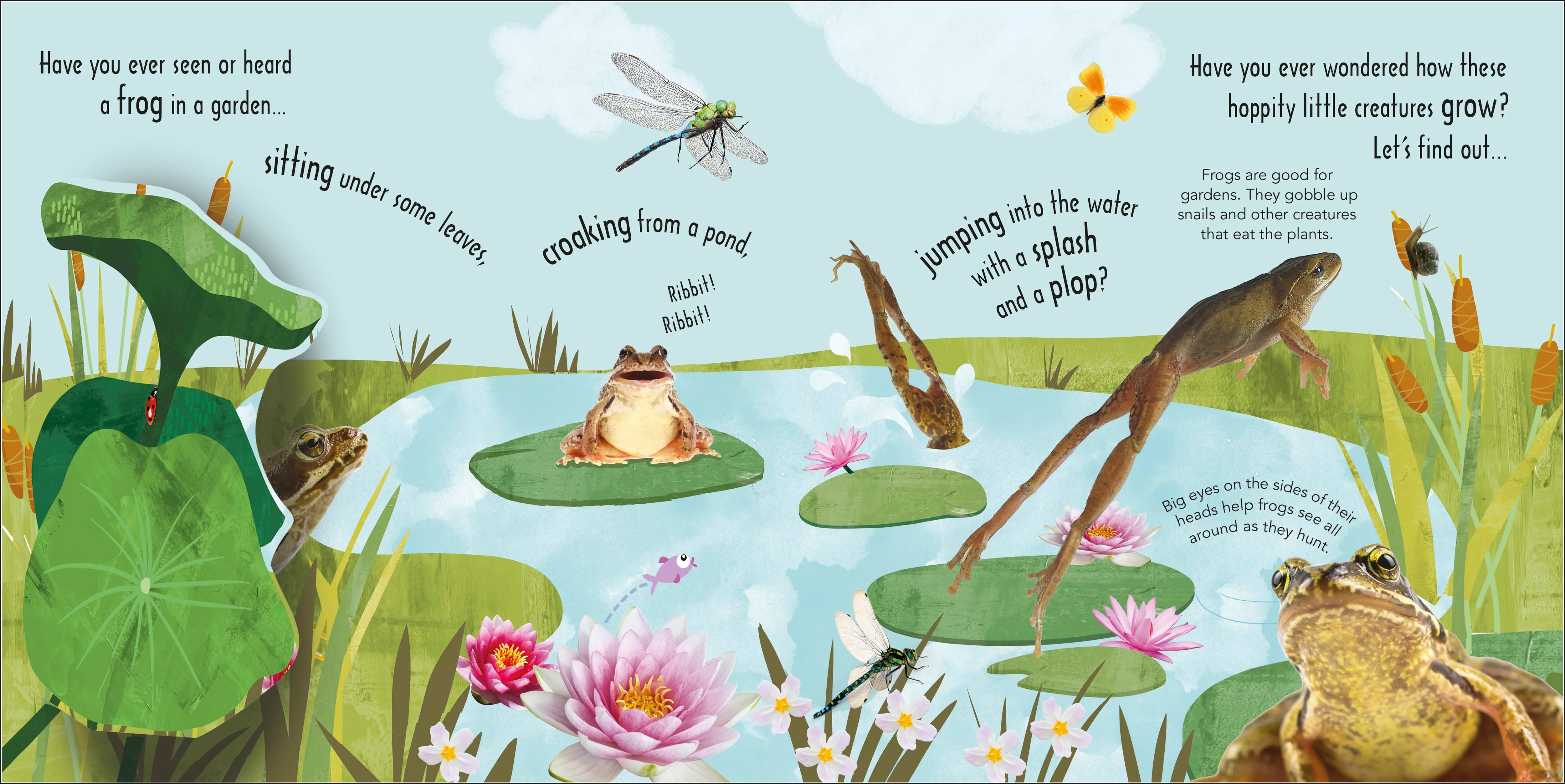 RHS How Does a Frog Grow? - Image 2