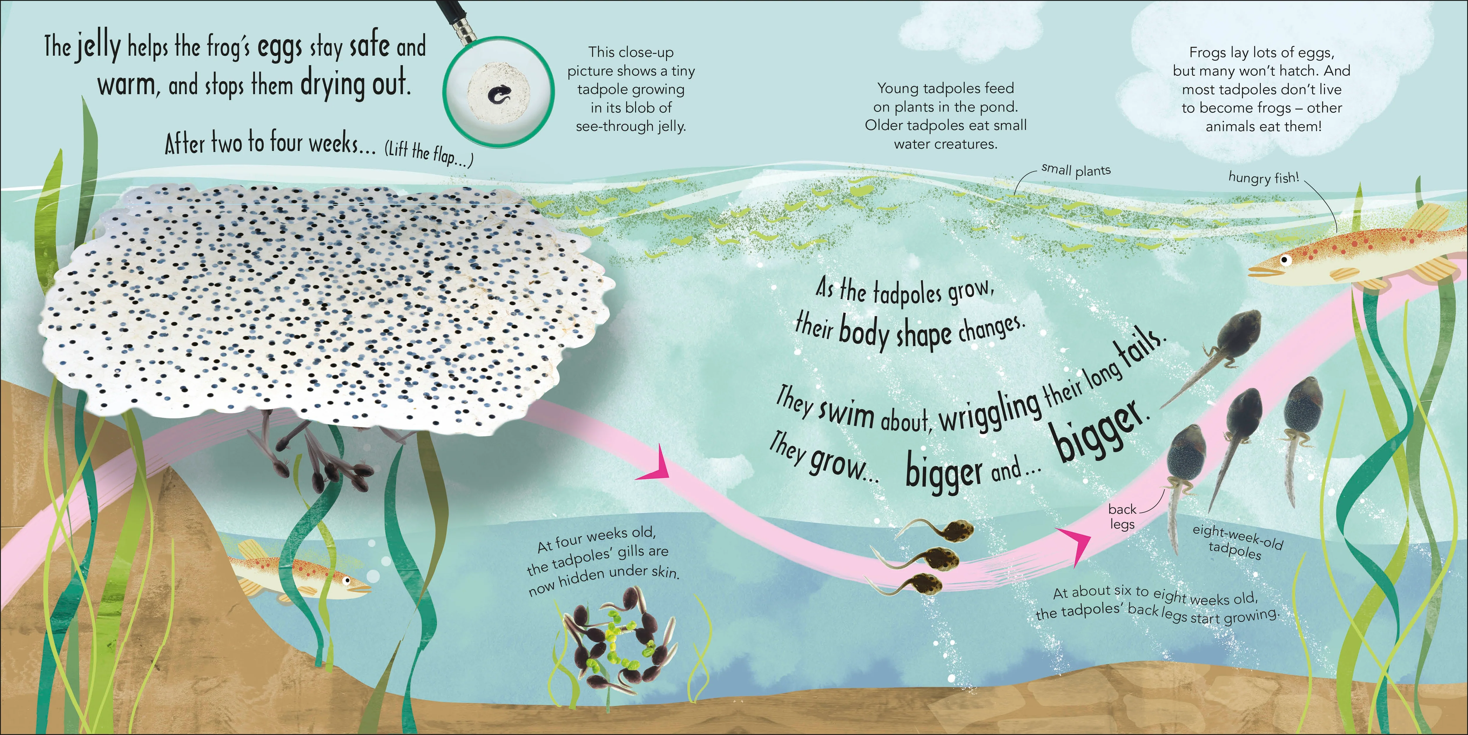 RHS How Does a Frog Grow? - Image 3